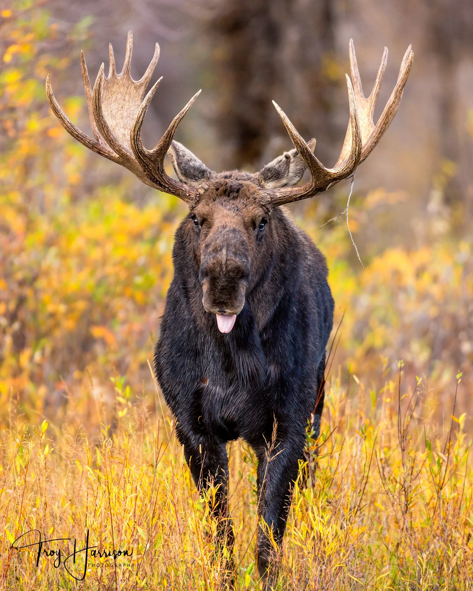 1 - Moose, GTNP Fall 2015, img 978.jpg