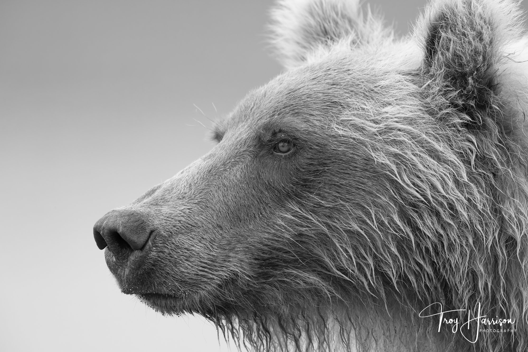 1 - Brown bear, Alaska 2021, img 1860.jpg