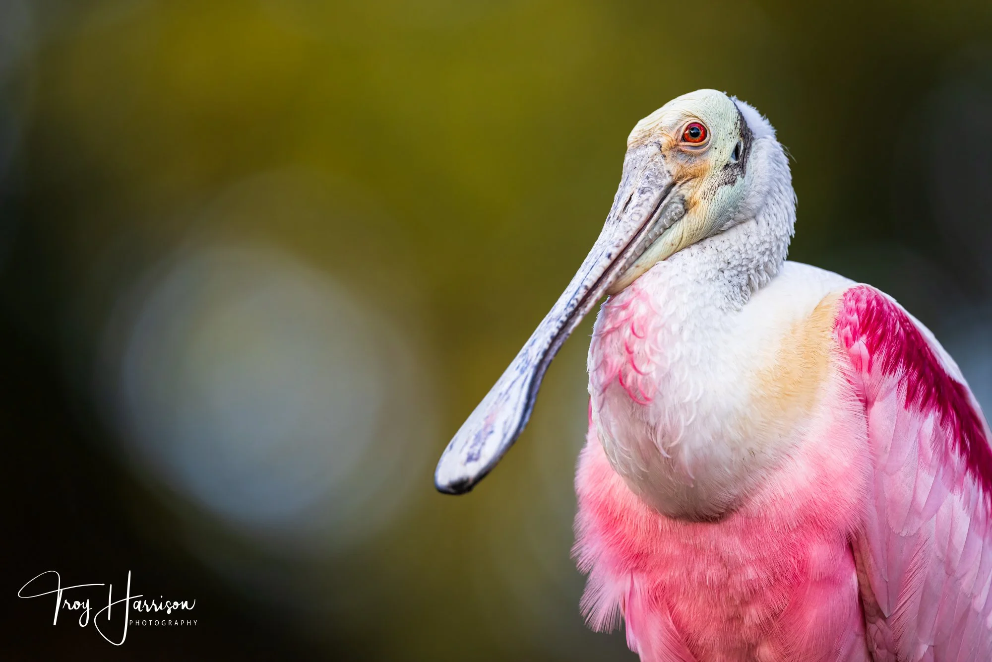1 - Roseate Spoonbill, Everglades, April 2022, img 8759.jpg