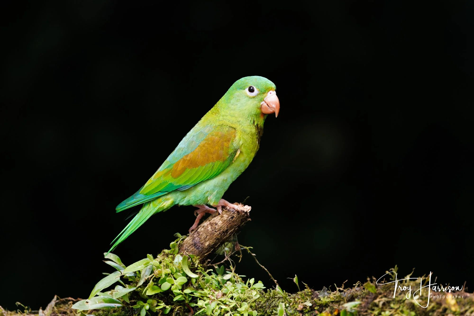 1 - Orange-Chinned Parrakeet, Costa Rica 2024, img 1450.jpg