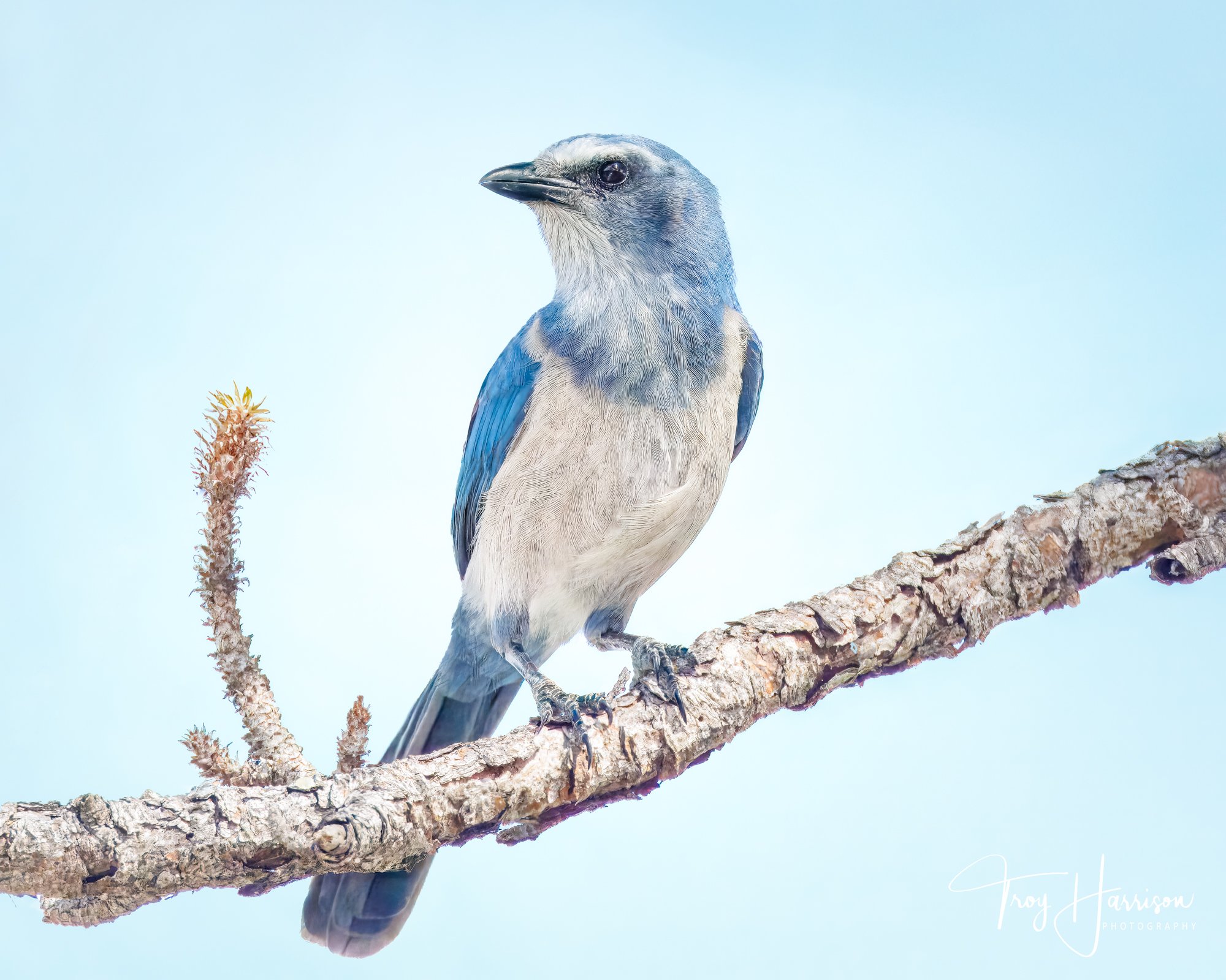 1 - Scrub Jay, Everglades, Sept. 2024, img 7767.jpg