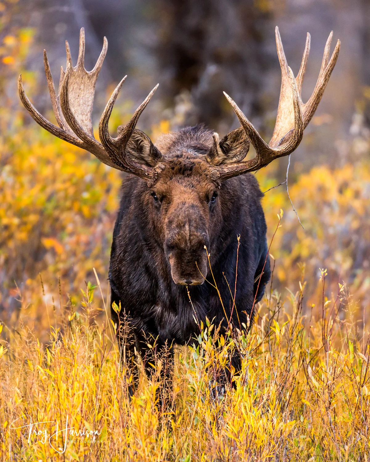 Moose Charge II.jpg