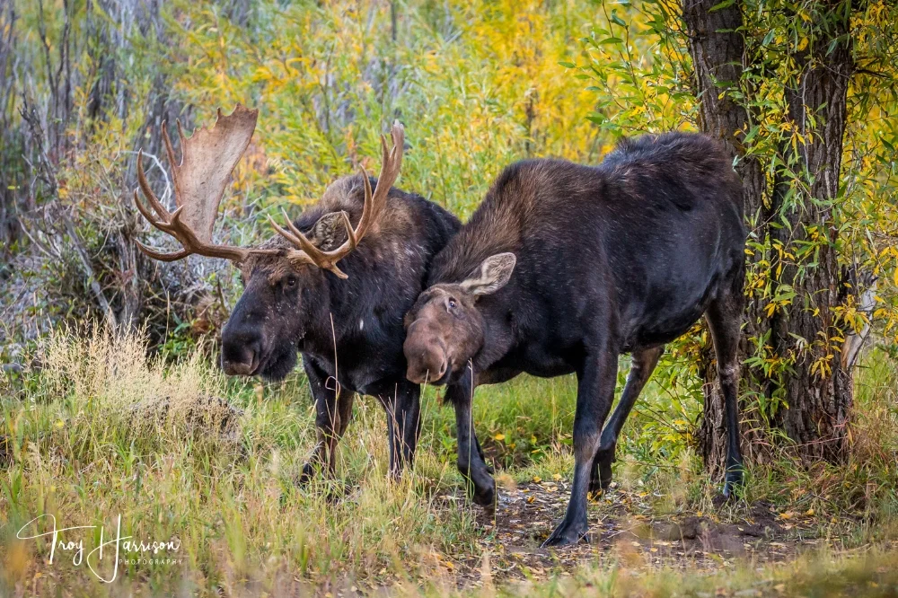 1 - Moose, GTNP 2016, img 527.jpg