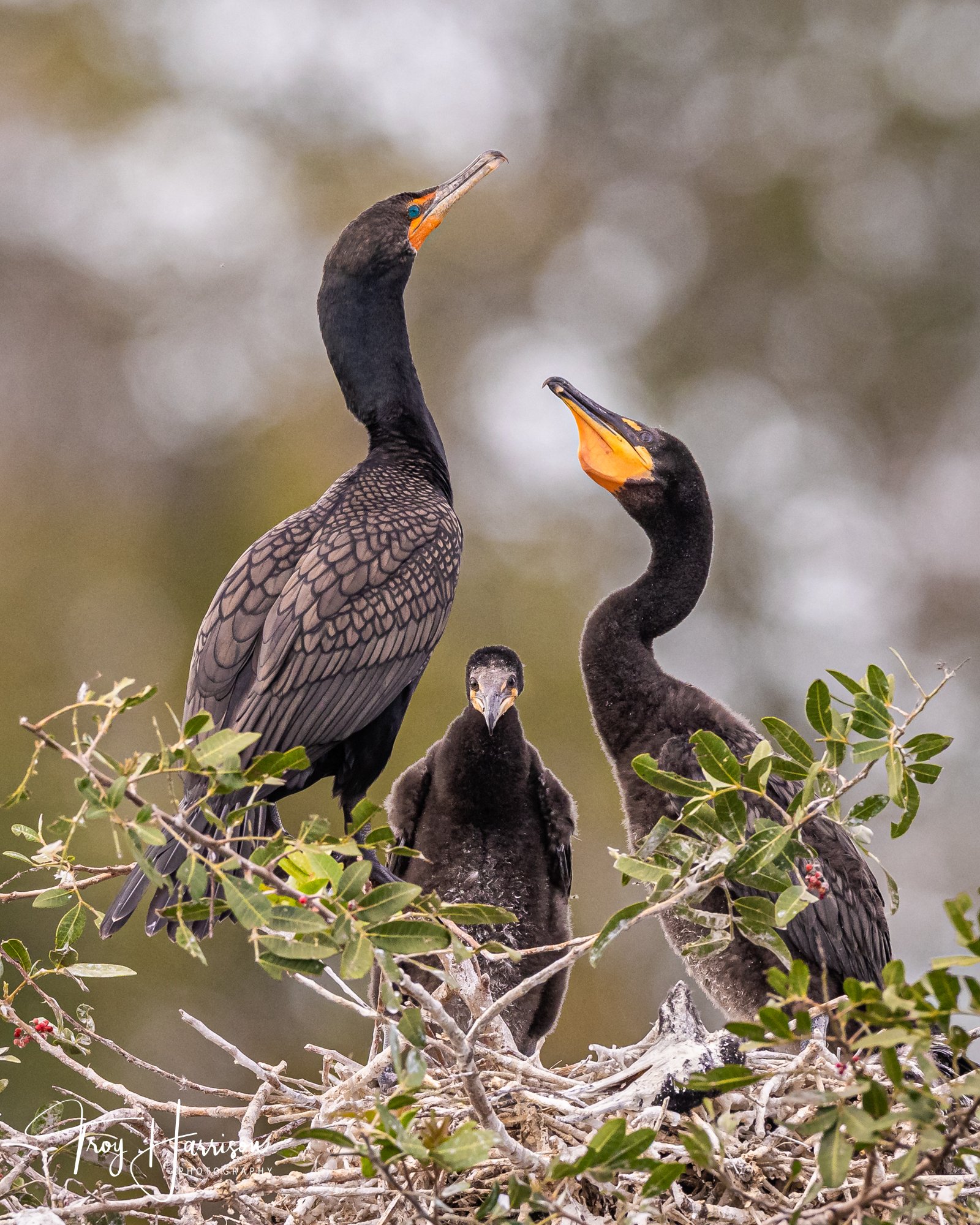 1 - Cormorant, Everglades, January 2021, img 9427.jpg