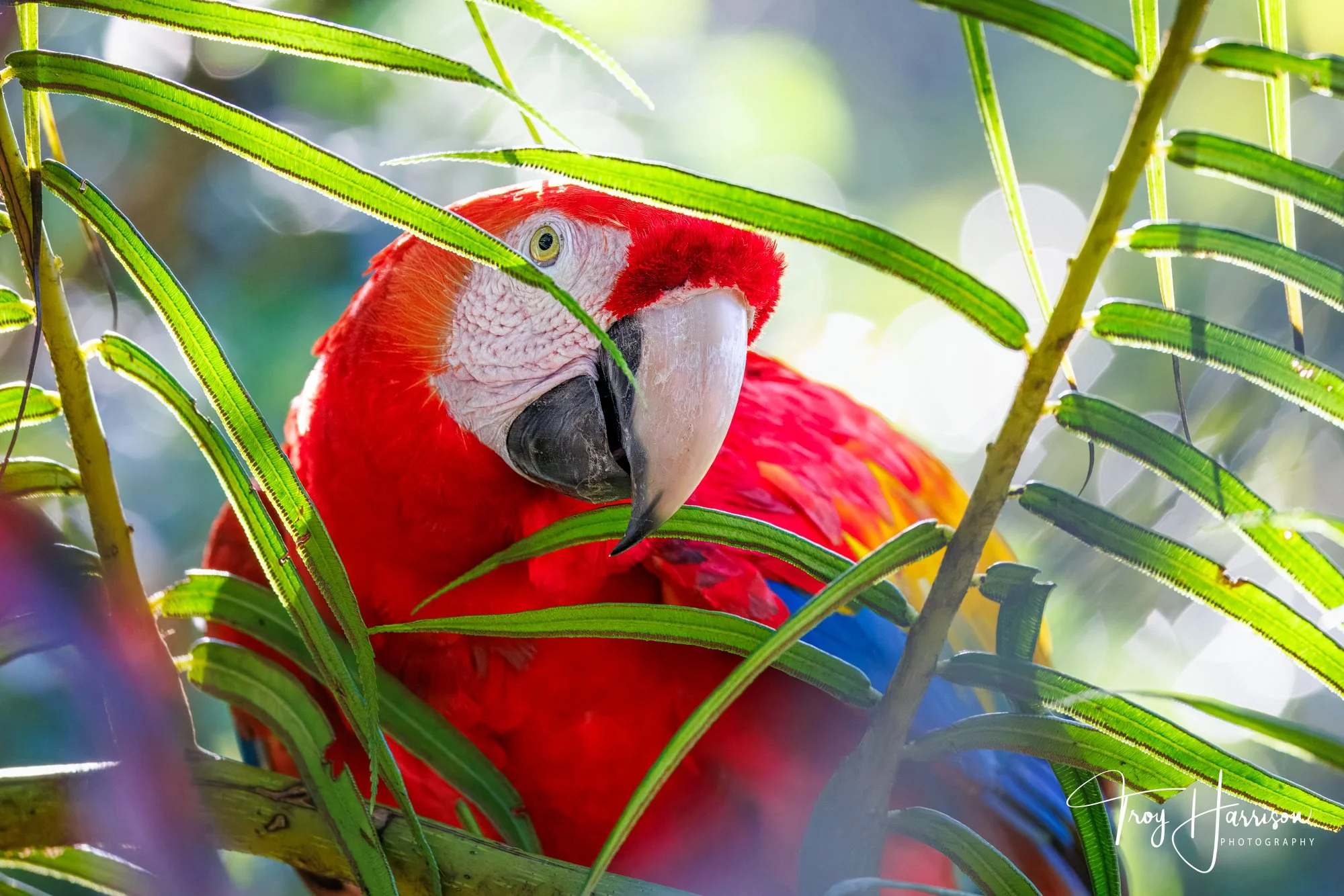 1 - Scarlet Macaw, Costa Rica 2024, img 0539.jpg