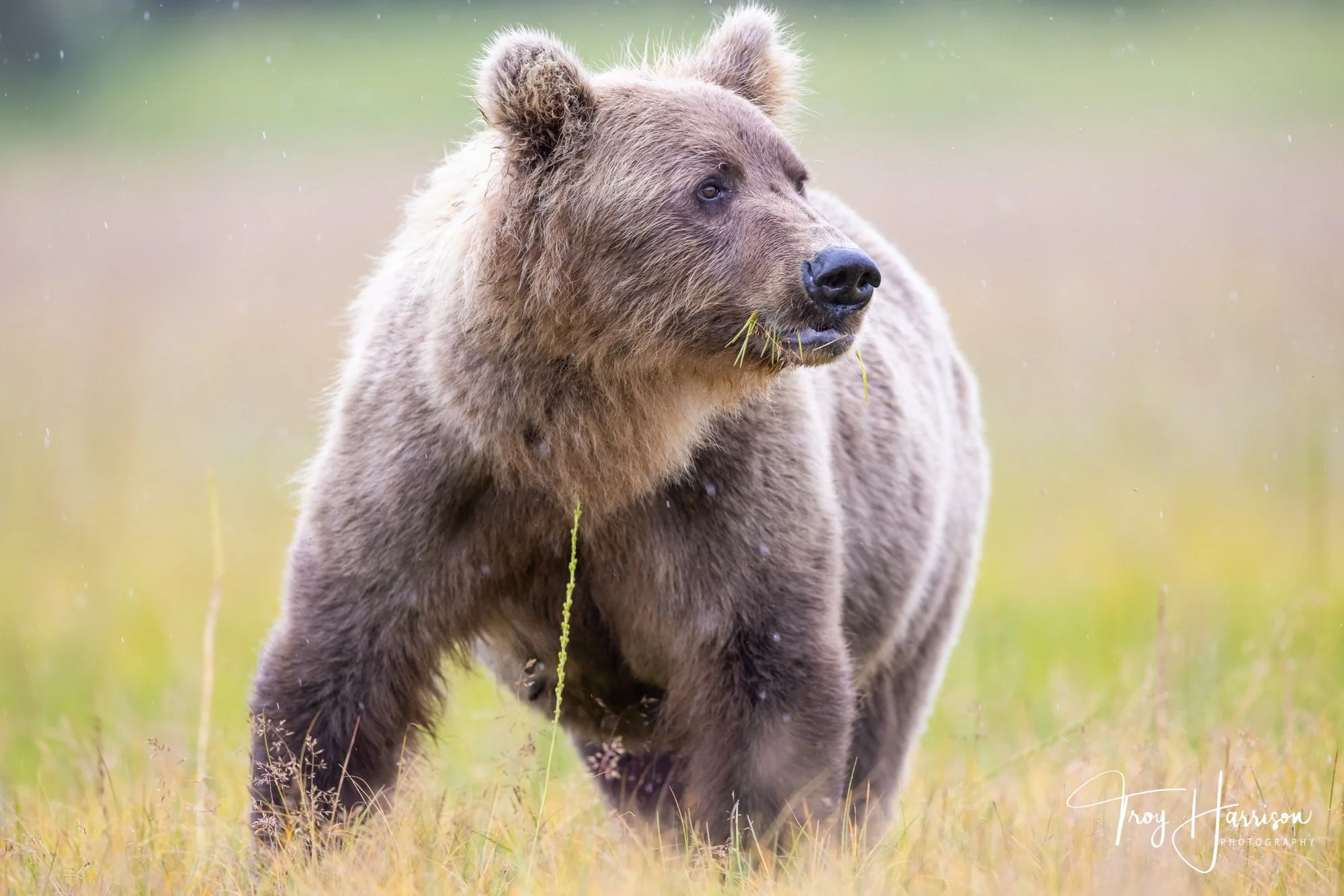 1 - Brown bear, Alaska 2021, img 1947.jpg