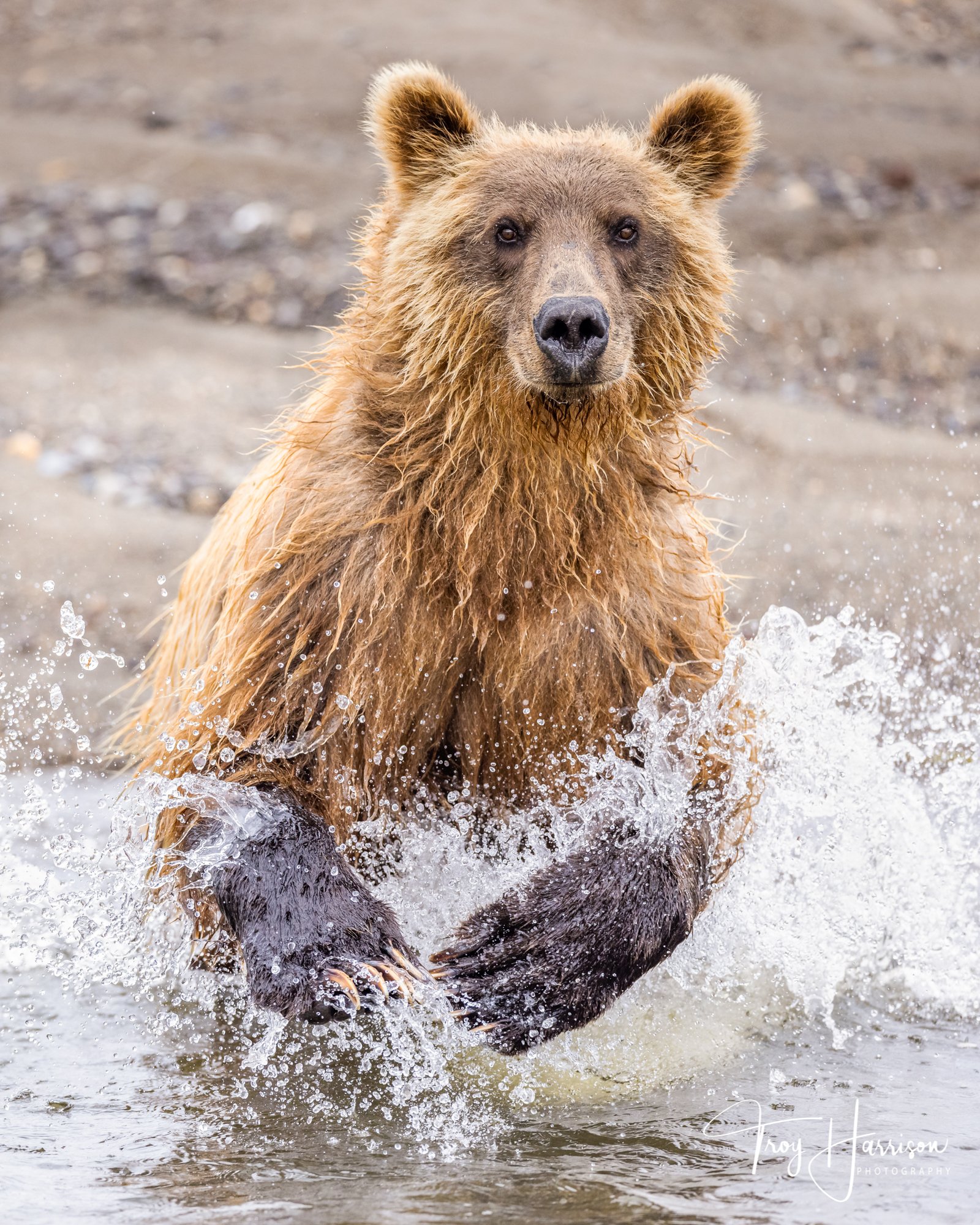 1 - Brown bear, Alaska 2021, img 1456.jpg