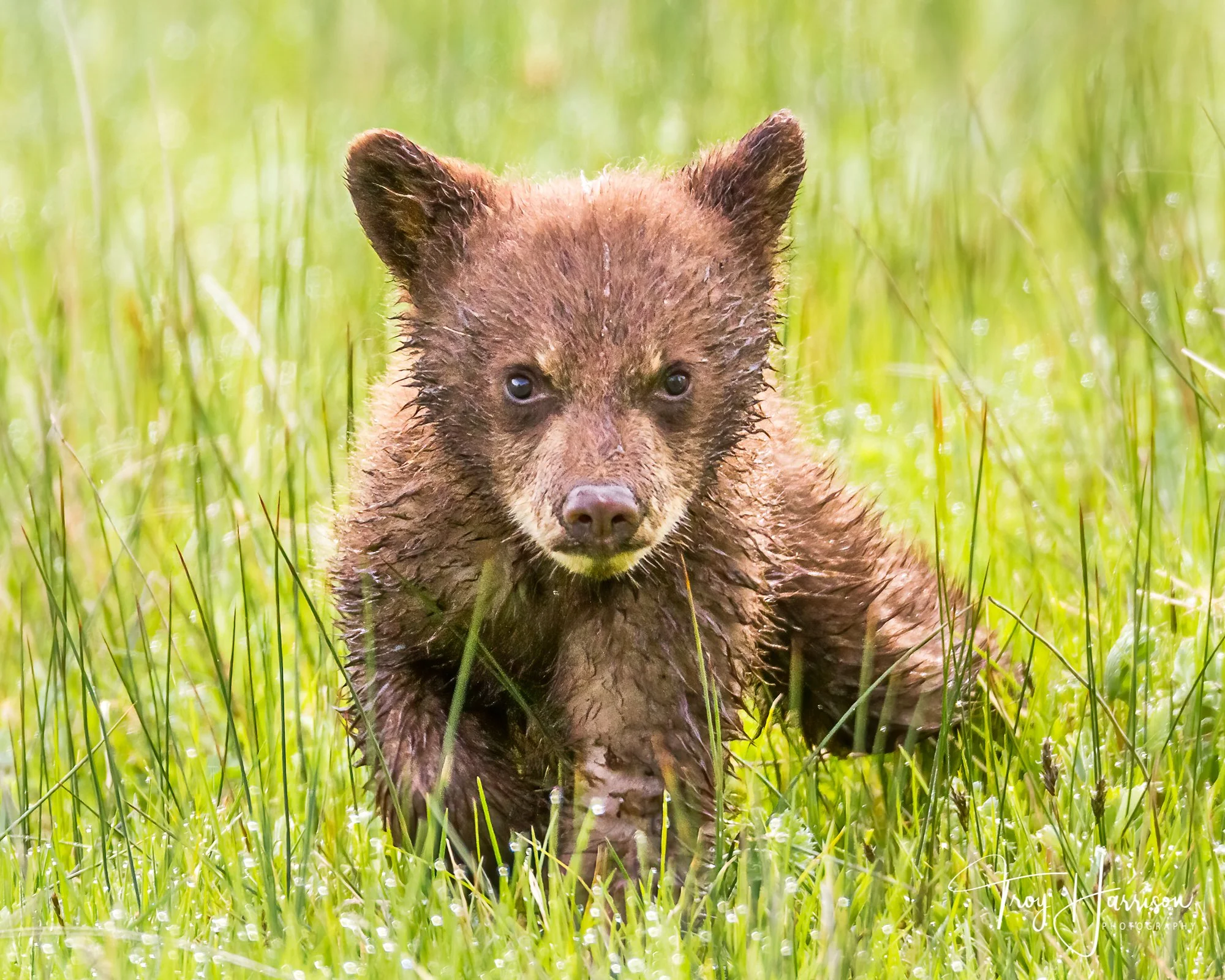 1 - Black bear cub, Yellowstone 2015, img 2158.jpg