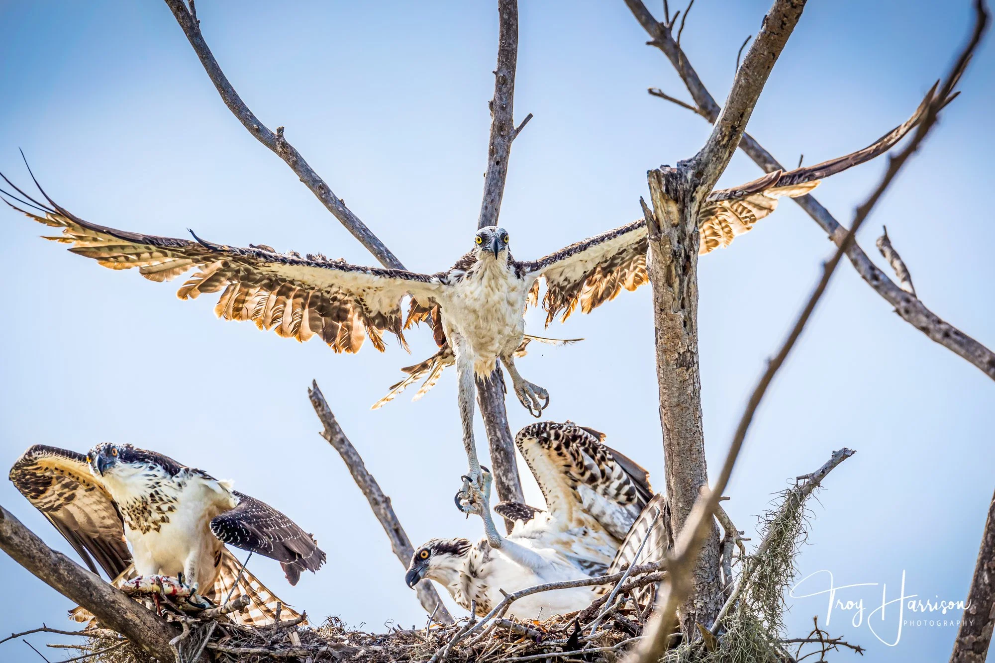 1 - Osprey, Everglades 2016, img 677.jpg
