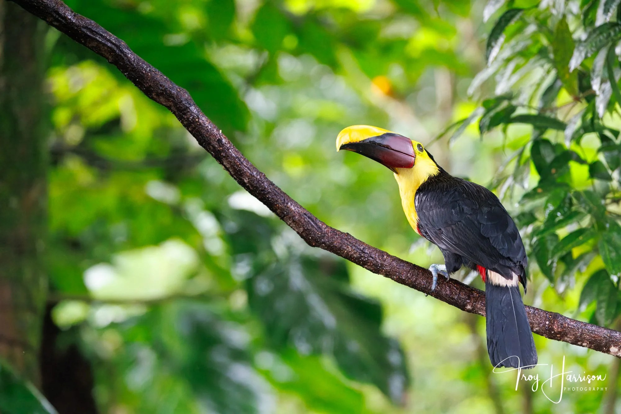 1 - Yellow-Throated Toucan, Costa Rica 2024, img 9037.jpg