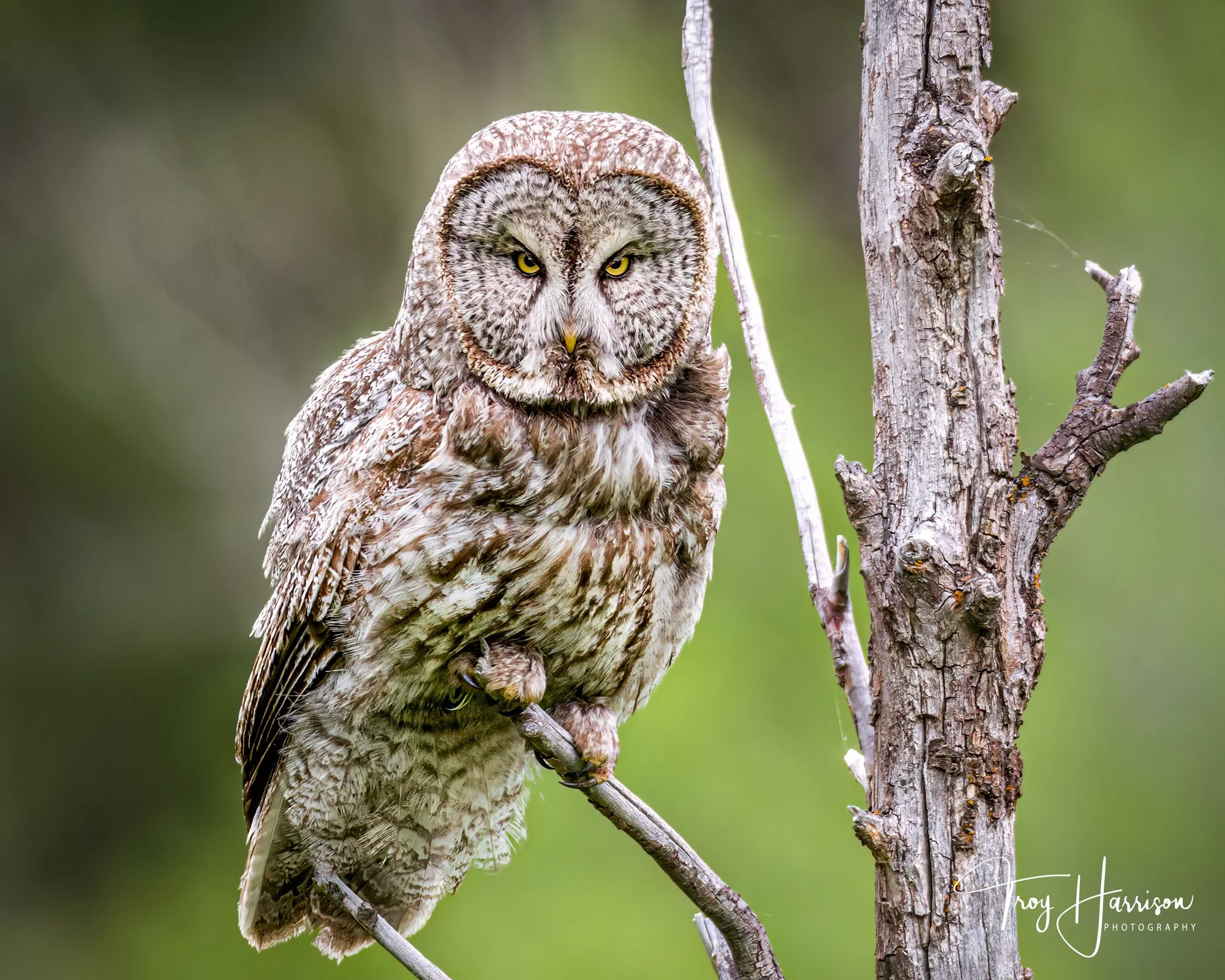 1 - Great Grey Owl, GTNP 2015, img 742.jpg