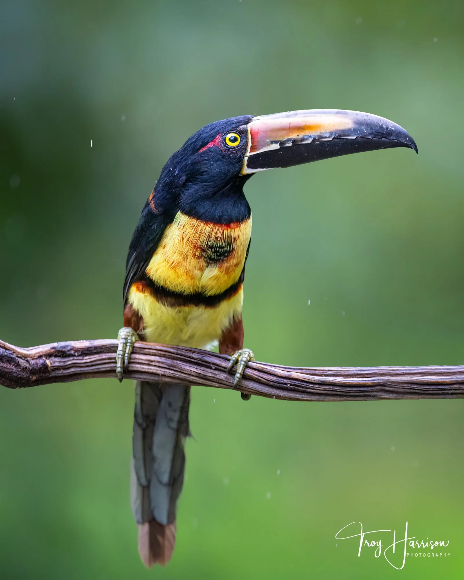 1 - Collared Aracari, Costa Rica 2022, img 2579.jpg
