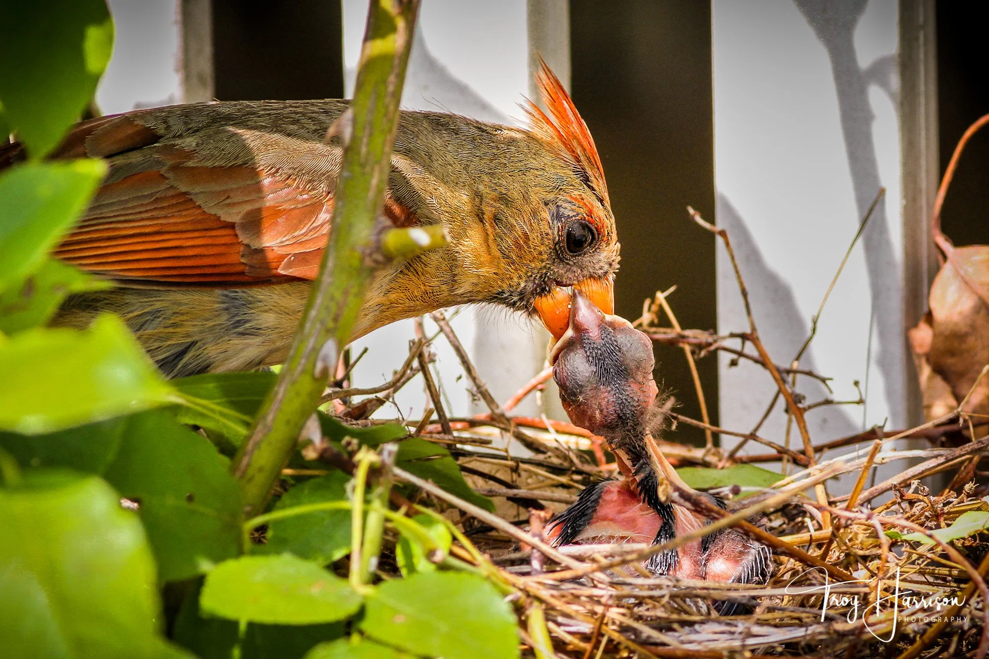 1 - Cardinal Family, Stuff in the Yard, img 2201.jpg