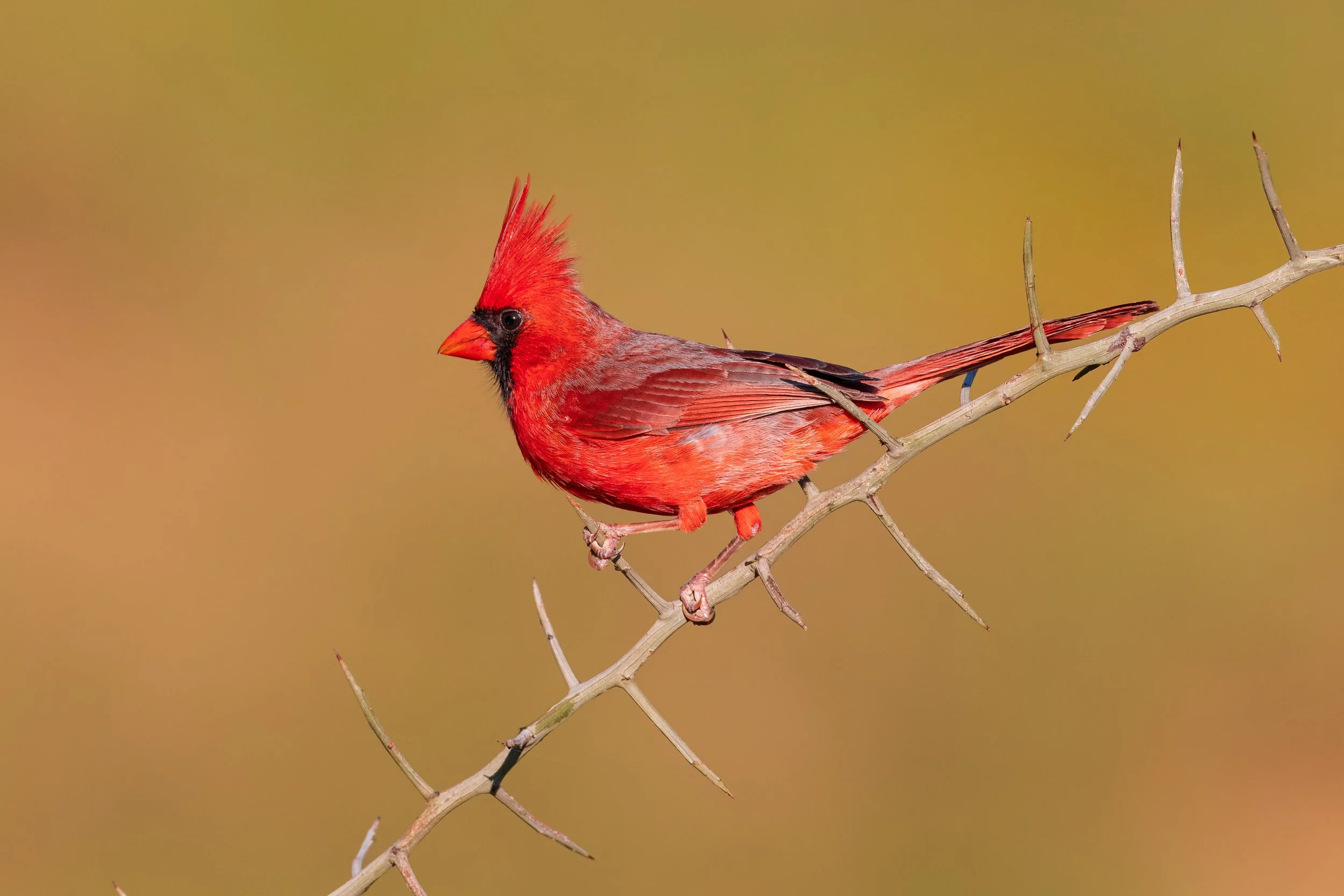 TroyHarrison_NorthernCardinal.jpg