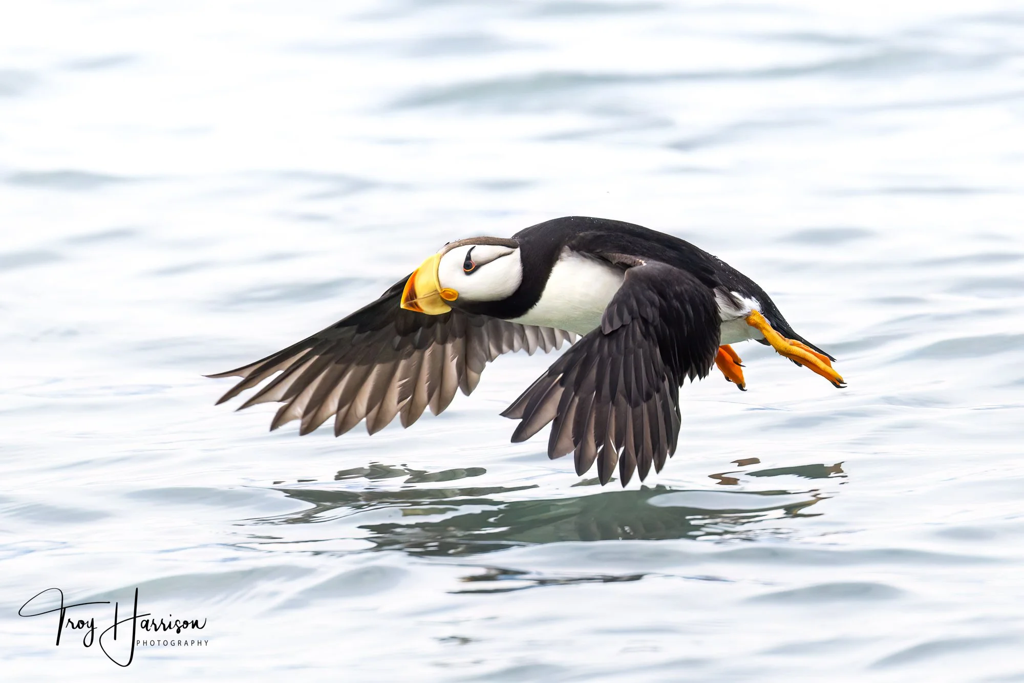 1 - Puffin, Alaska 2022, img 2877.jpg