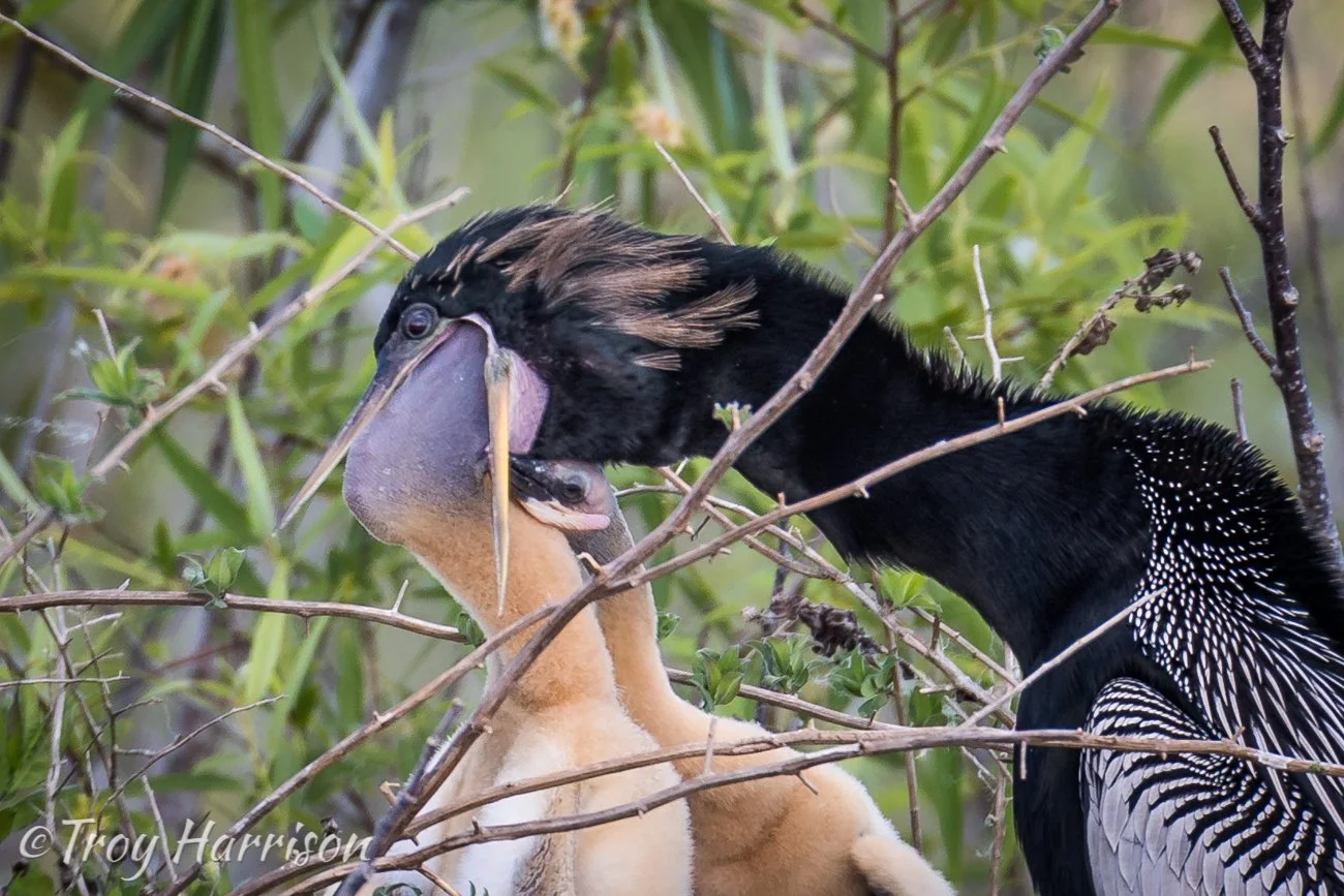 1 - Anhinga chicks, Everglades Jan. 2017, img 2408.jpg