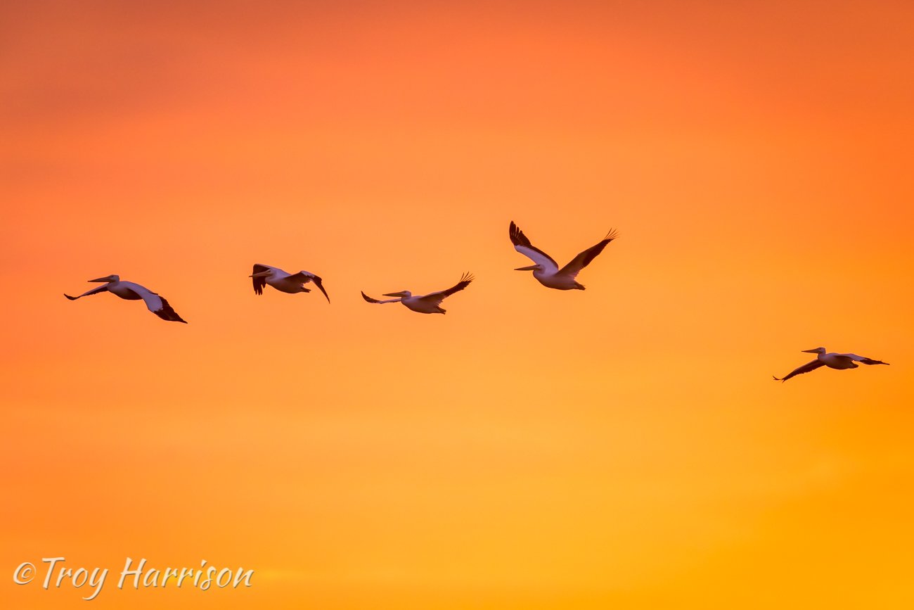1 - Pelicans at Sunset, Everglades Jan. 2017, img 1483.jpg