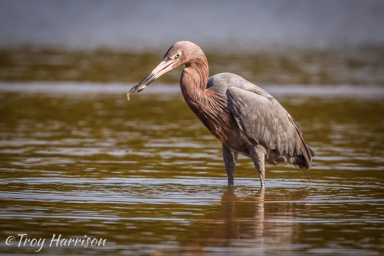 1 - Reddish Egret, Everglades, Jan. 2017, img 4432.jpg