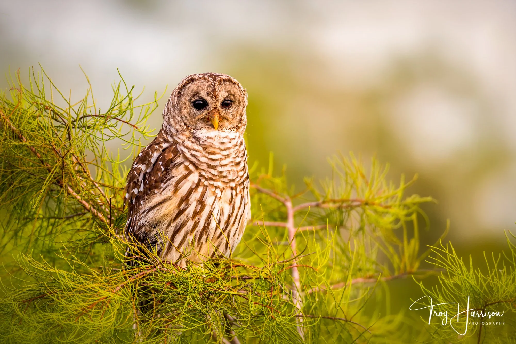 1 - Barred Owl, Everglades 2016, img 881.jpg