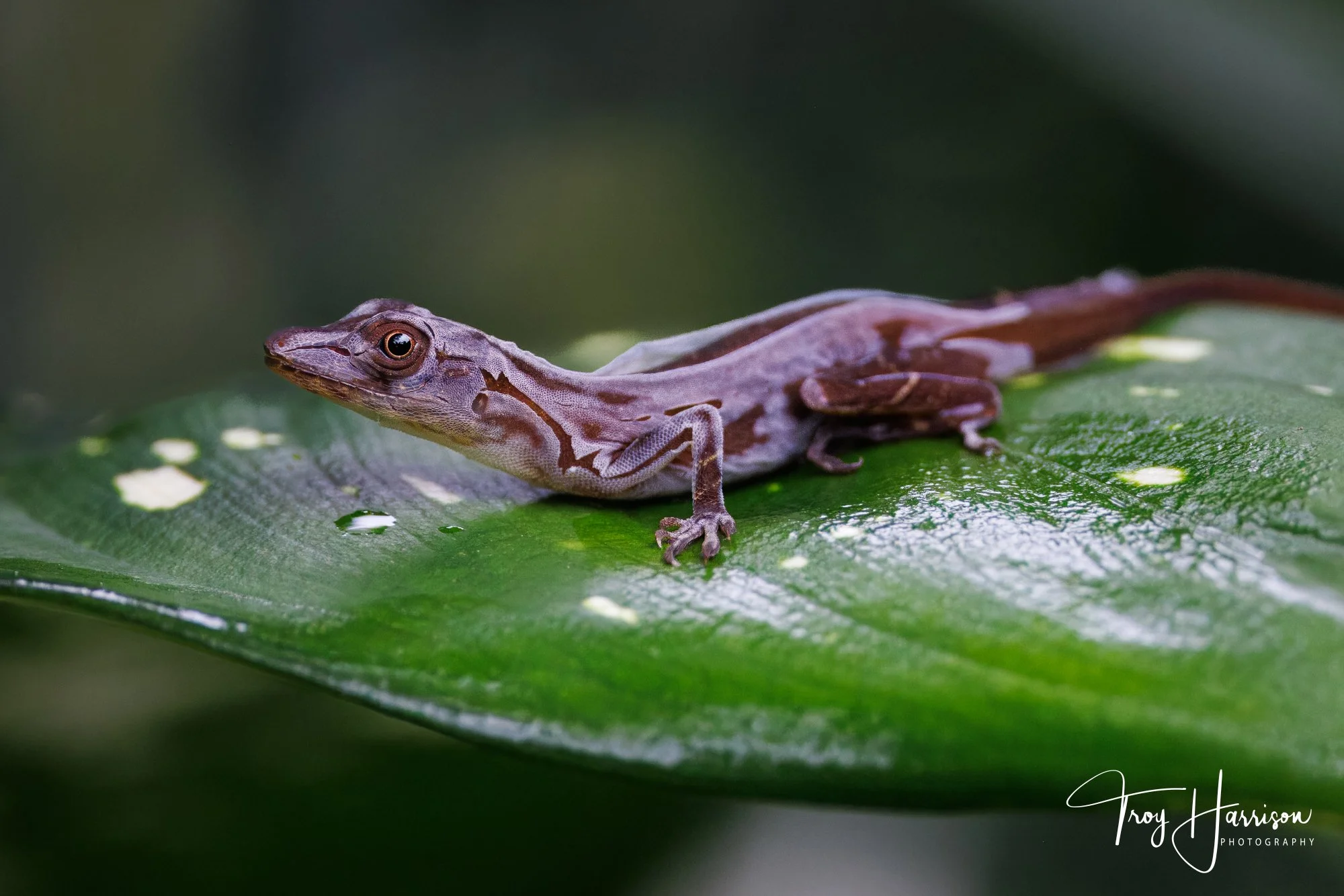 1 - Anole, Costa Rica 2024, img 7857.jpg