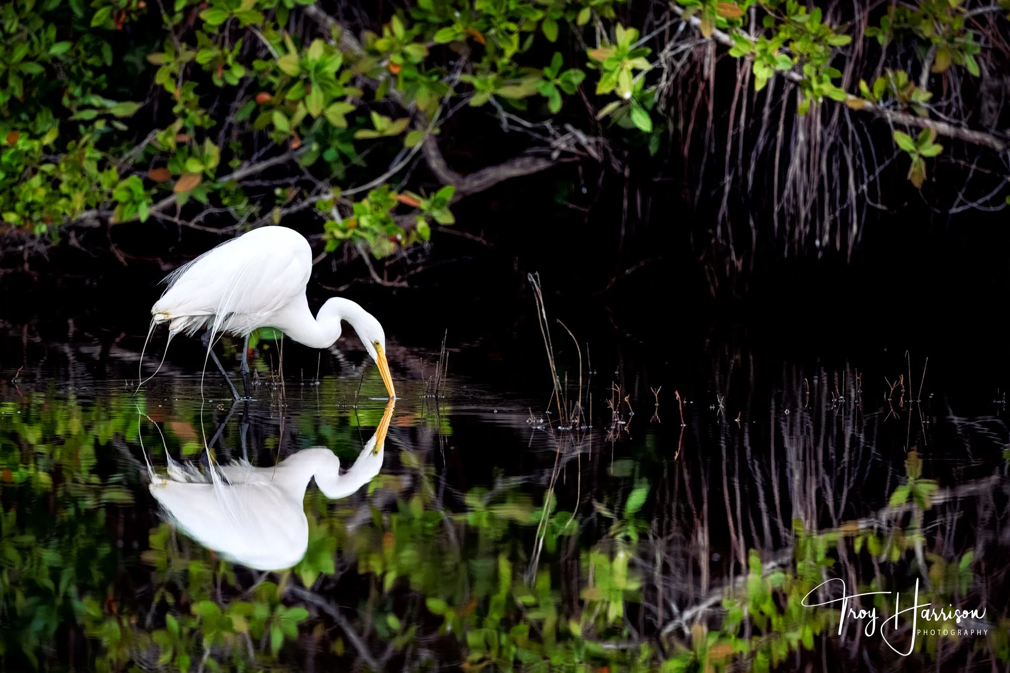 1 - Great Egret, Everglades Feb. 2024, img 1477.jpg