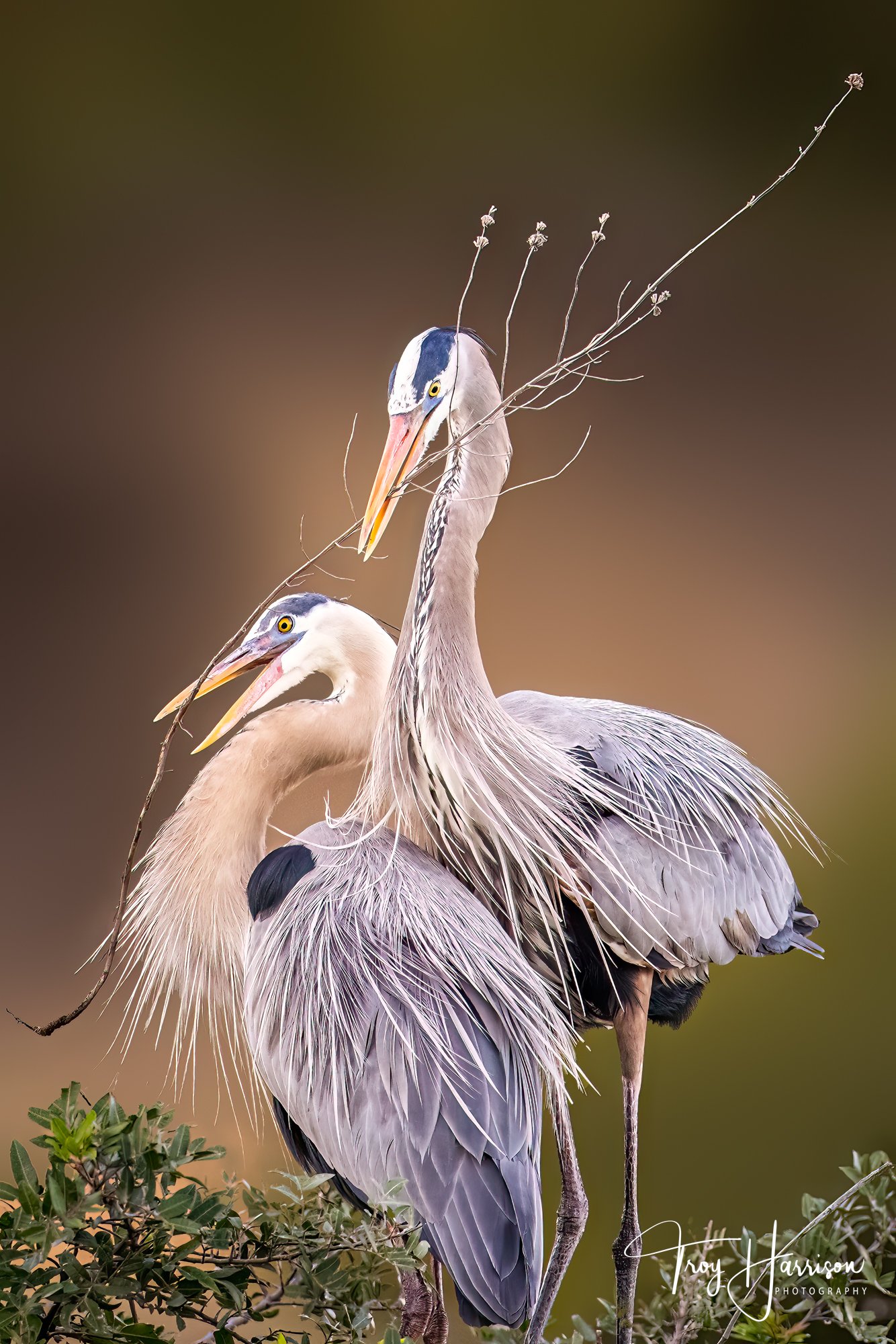 1 - Great Blue Heron, Everglades, January 2021, img 7966.jpg