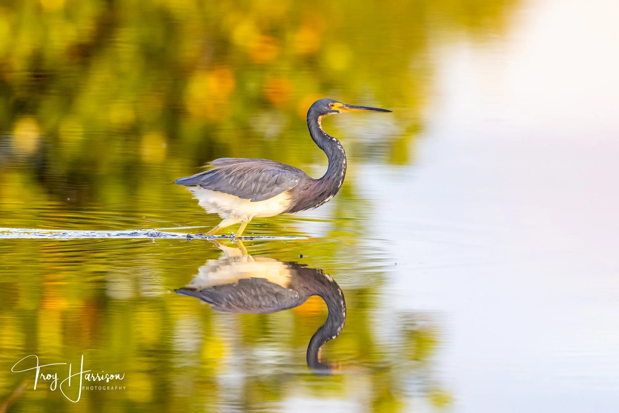 1 - Tricolored Heron, Everglades, March 2022, img 5780.jpg