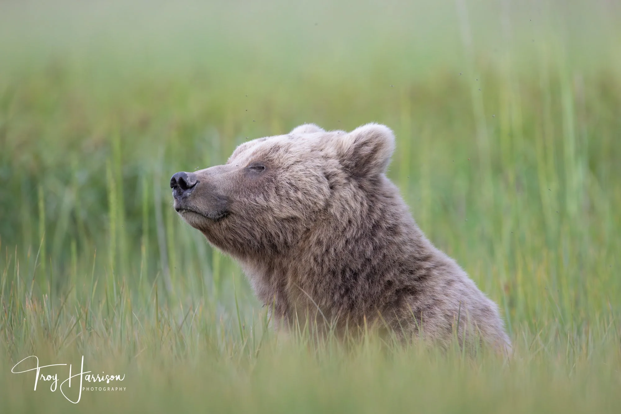 1 - Brown Bears, Alaska 2022, img 3204.jpg