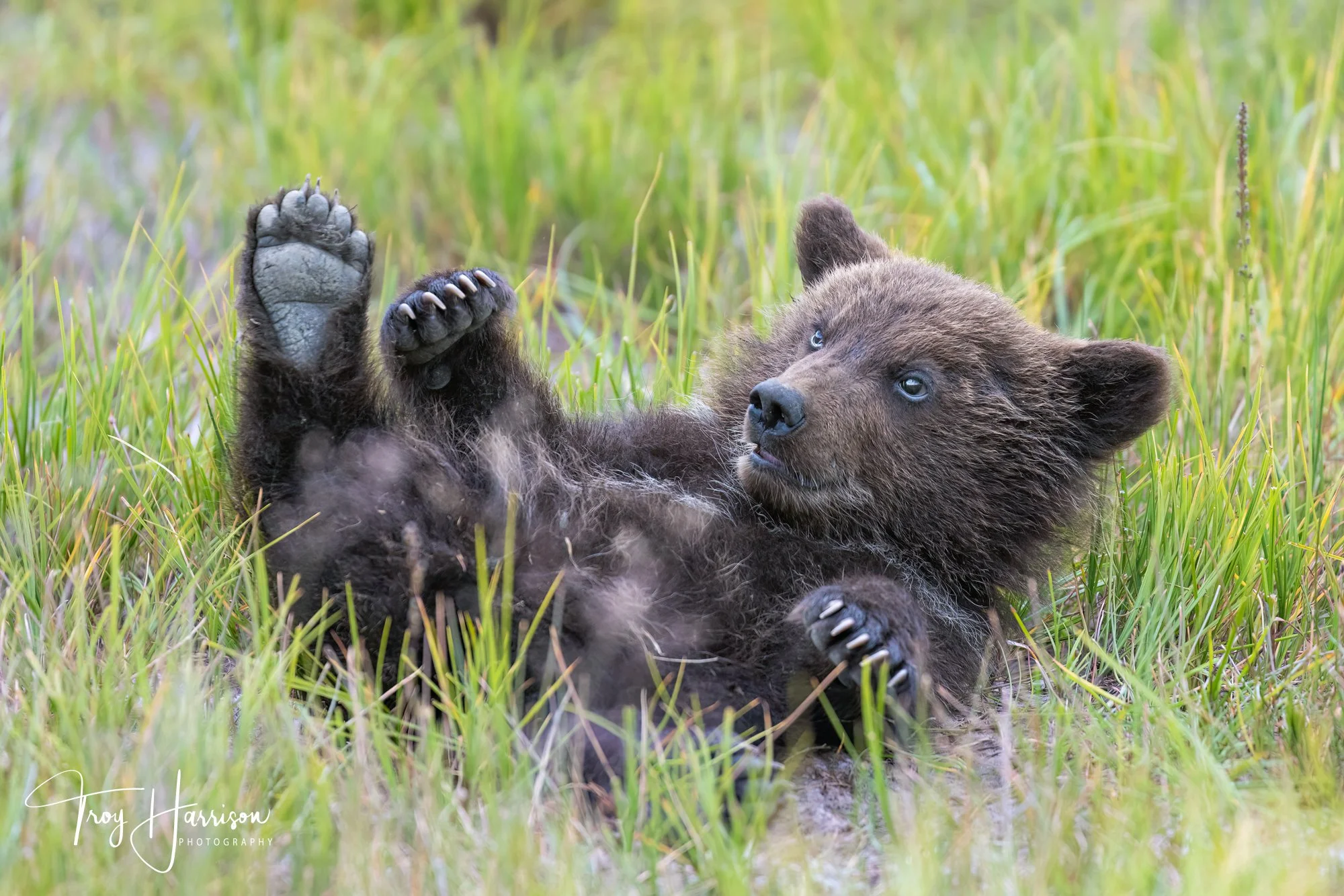 1 - Brown Bears, Alaska 2022, img 100-400 602.jpg