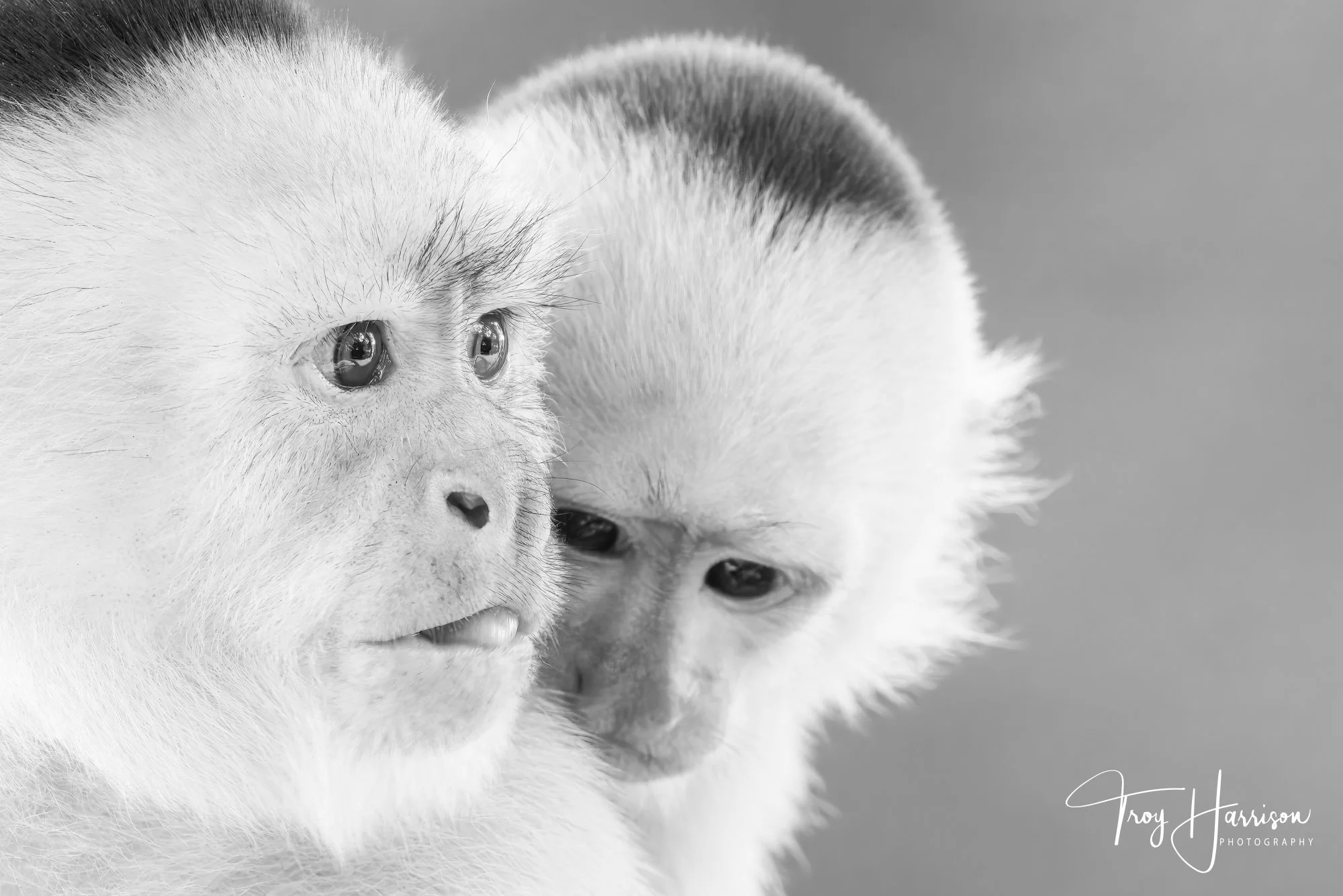 1 - Capuchin Monkey, Costa Rica 2024, img 9869.jpg