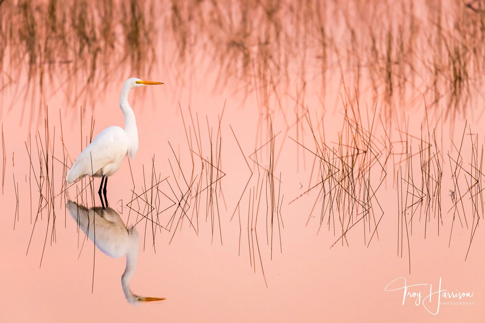 1 - Great Egret, Everglades Jan. 2017, img 1751.jpg