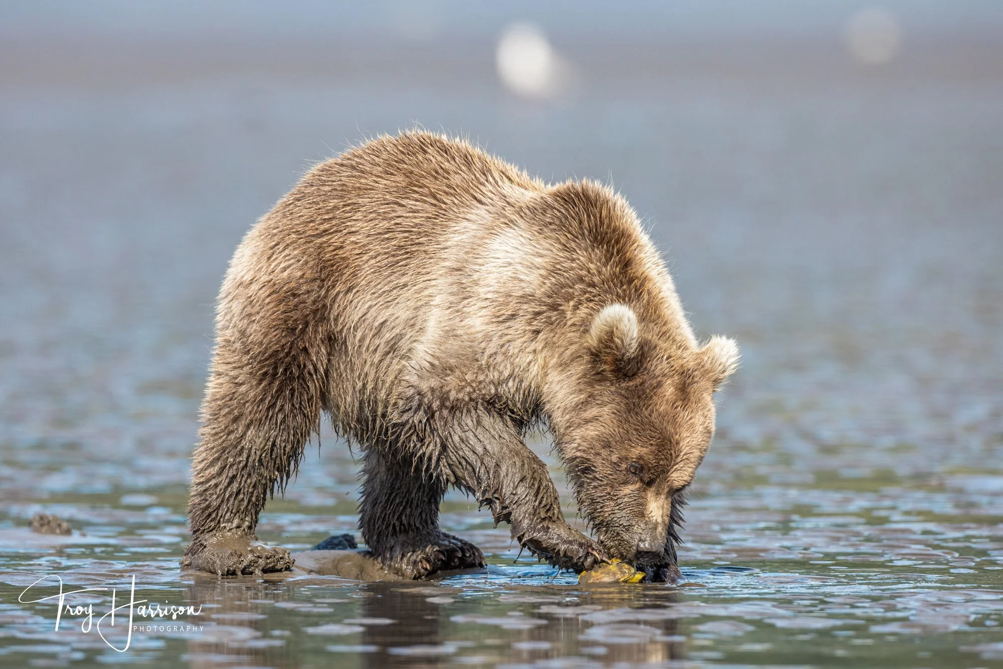 1 - Brown bear, Alaska 2021, img 4870.jpg