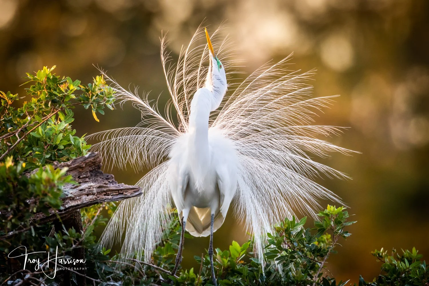1 - Great Egret, Everglades, Jan. 2019, img 2045.jpg