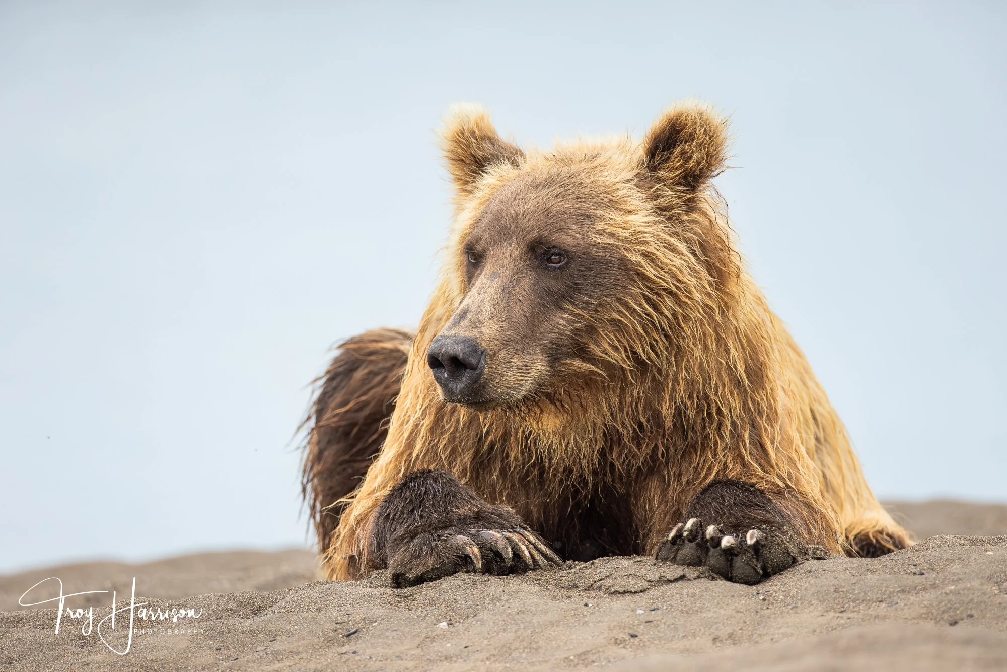 1 - Brown bear, Alaska 2021, img 1793.jpg