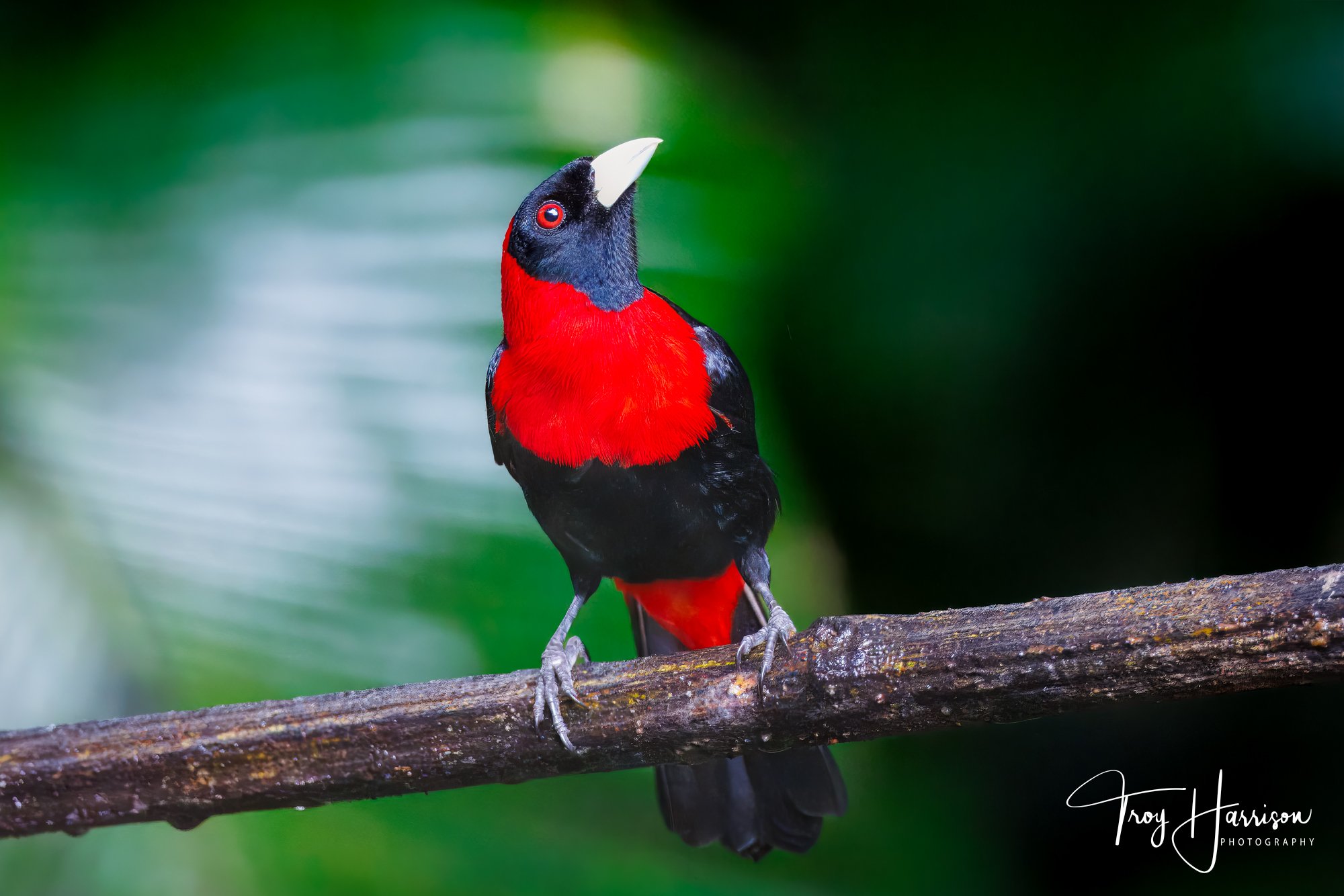 1 - Crimson-Collared Tanager, Costa Rica 2024, img 600 (395).jpg
