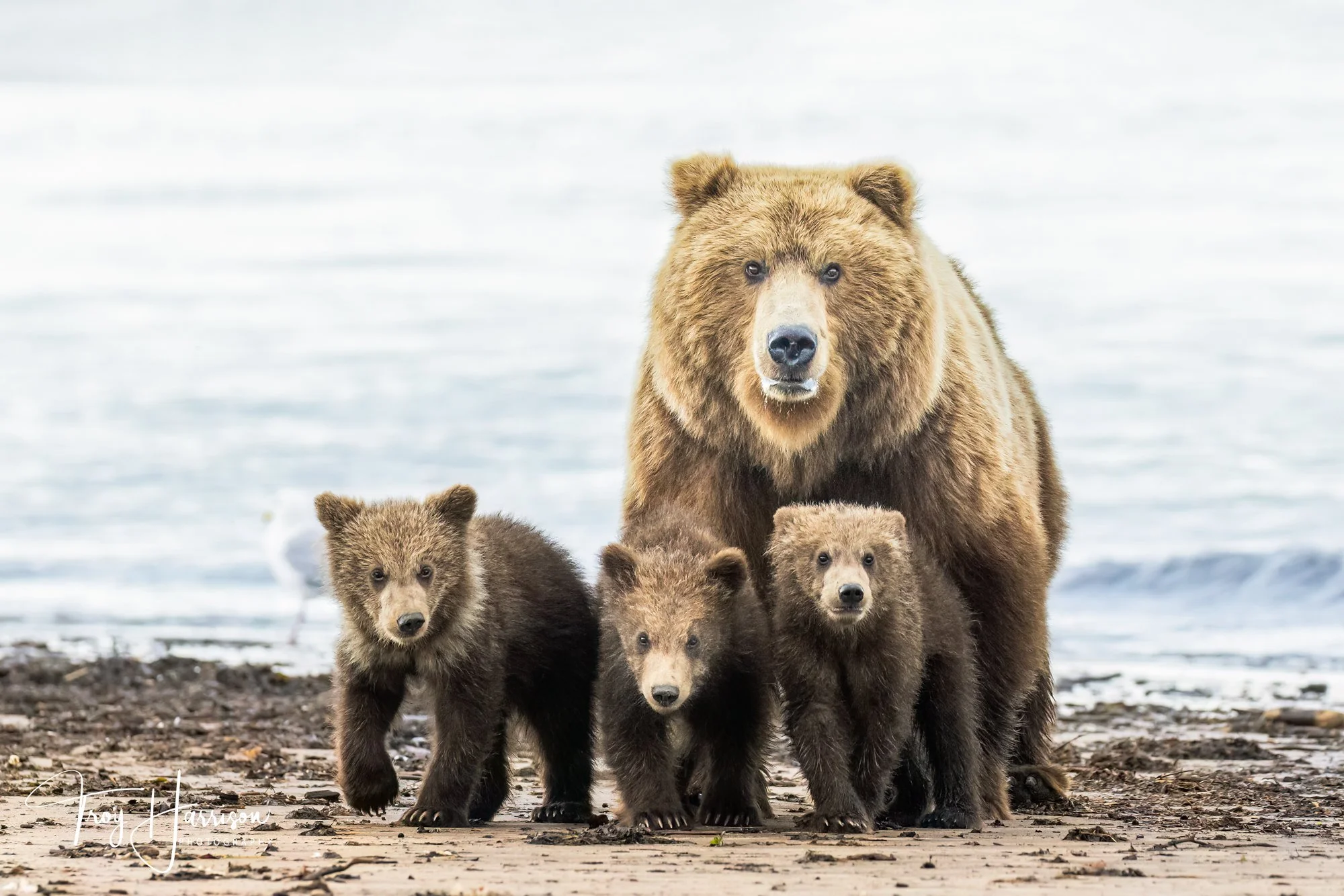 1 - Brown Bears, Alaska 2022, img 100-400 416.jpg