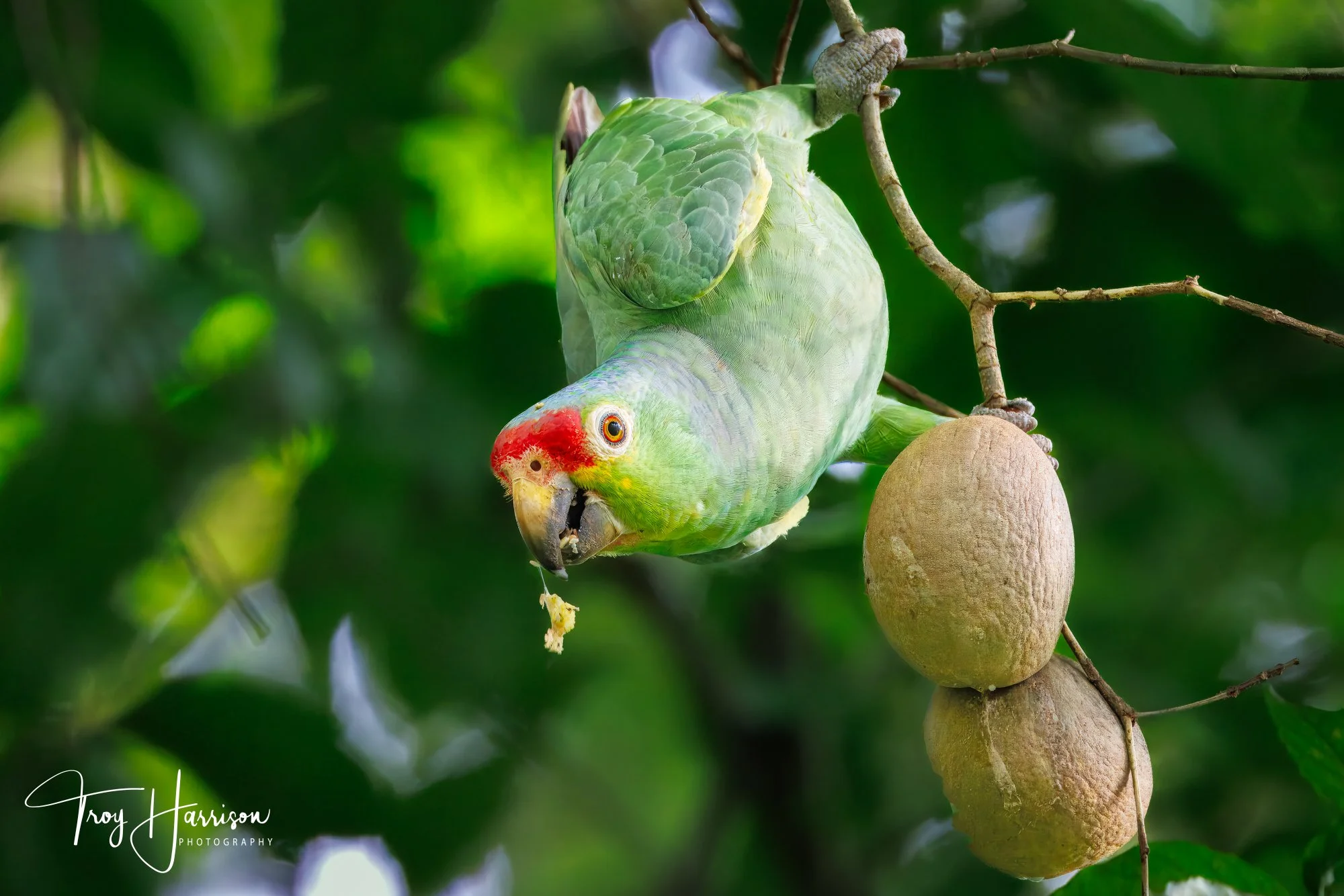 1 - Red-Lored Parrot, Costa Rica 2024, img 0999.jpg