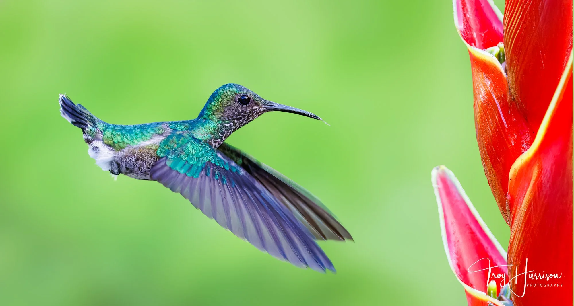 1 - Hummingbird, Costa Rica 2024, img 8372.jpg