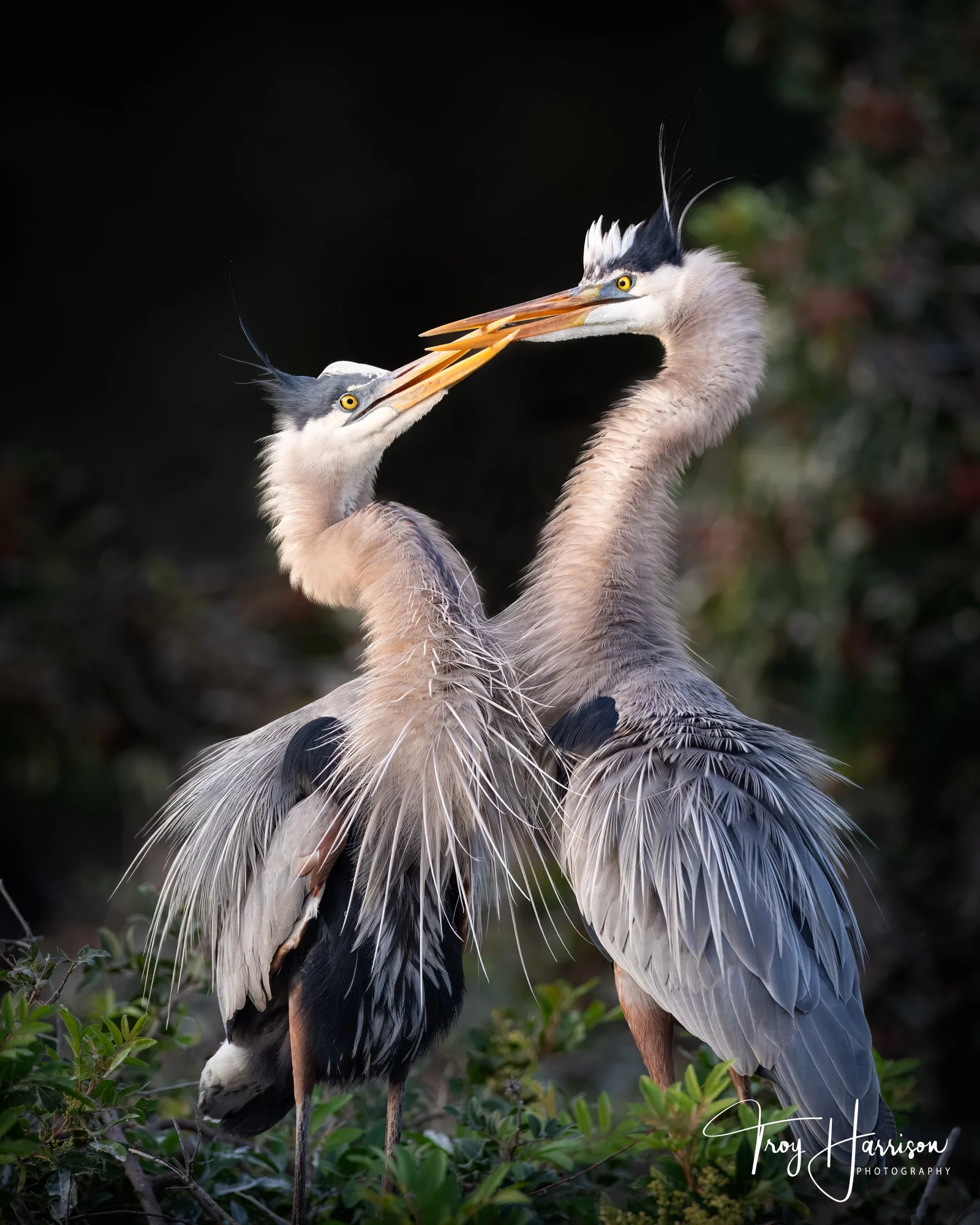 1 - Great Blue Heron, Everglades, Jan. 2020, img 2261.jpg