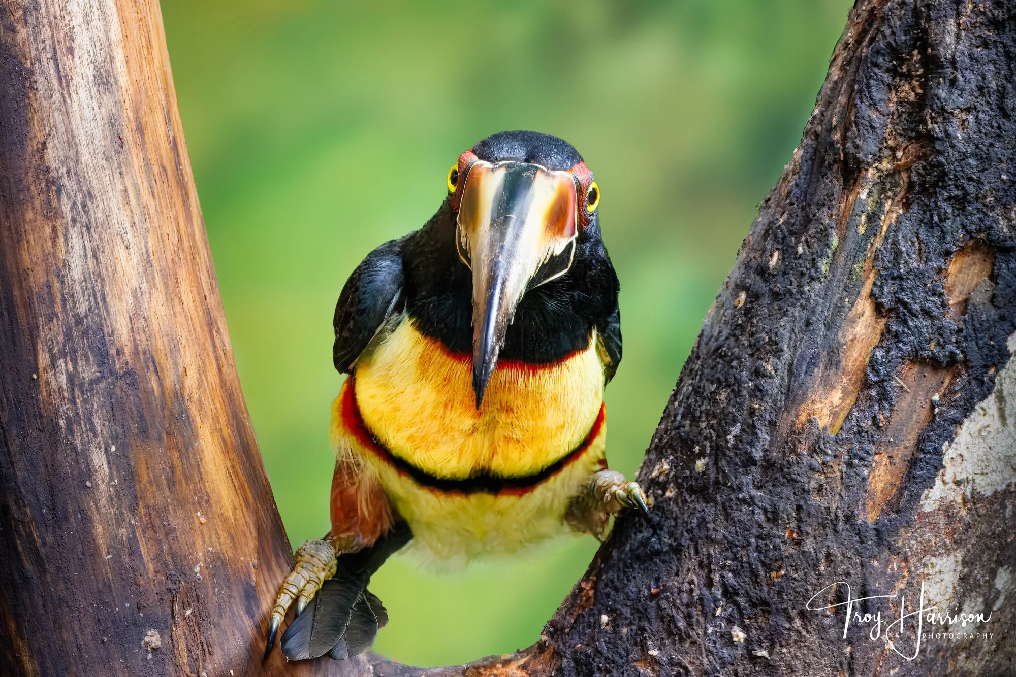 1 - Collard Aracari, Costa Rica 2024, img 8119.jpg