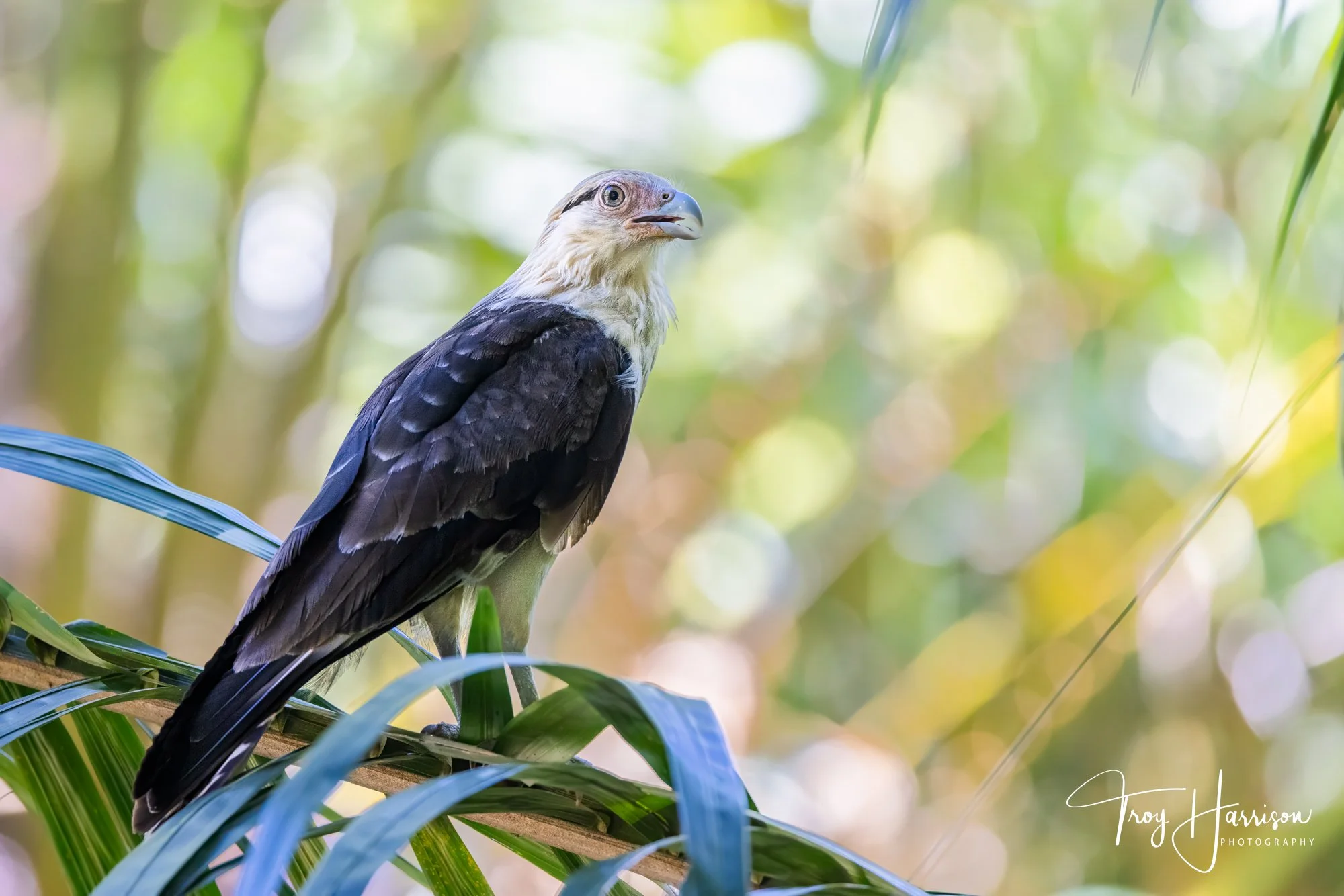 1 - Yellow-headed Caracara, Costa Rica 2023, img 100-500 (701).jpg