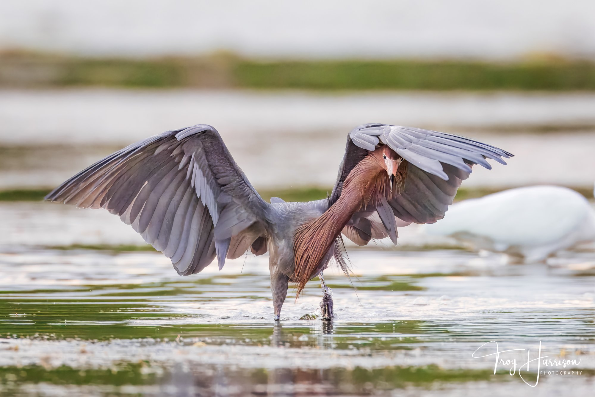 1 - Reddish Egret, Everglades March 2019, img 518.jpg