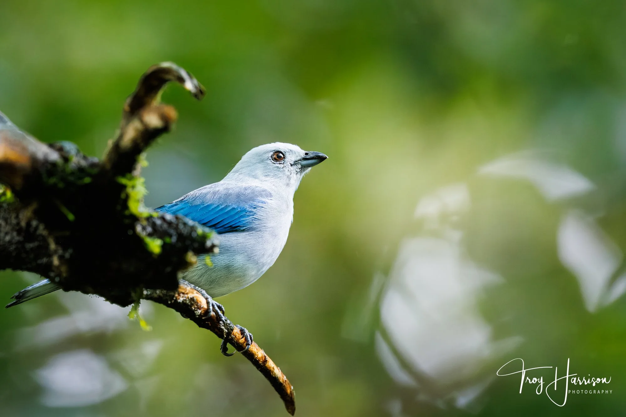 1 - Blue-Grey Tanager, Costa Rica 2024, img 600 (285).jpg