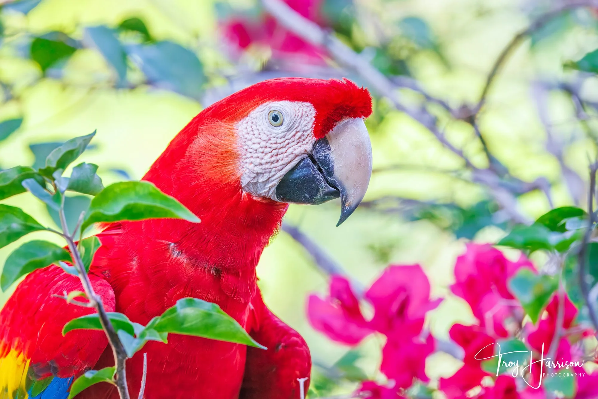 1 - Scarlet Macaw, Costa Rica 2024, img 9916.jpg