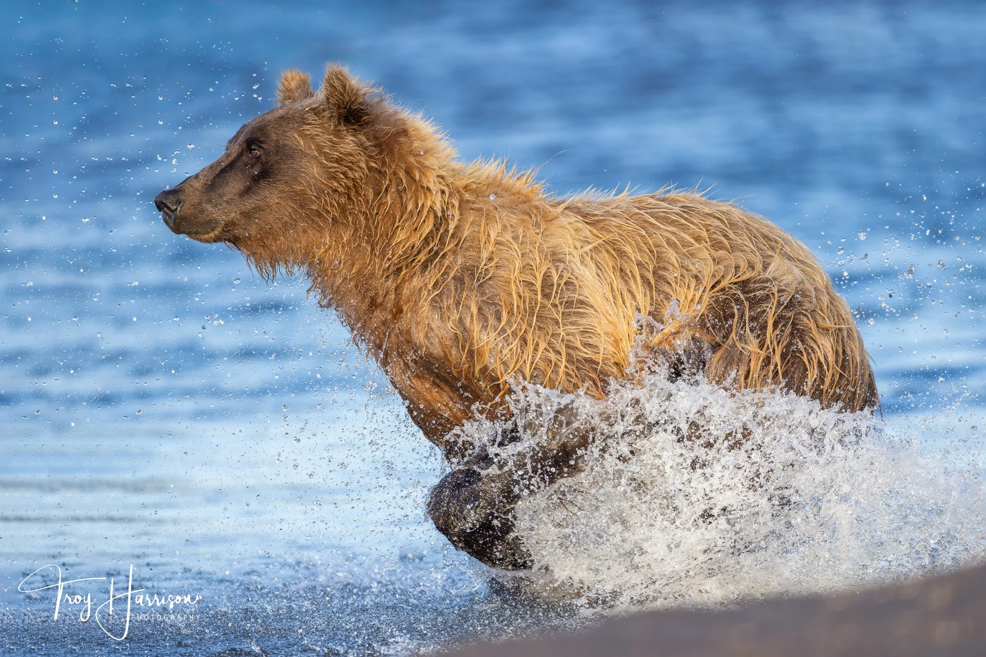 1 - Brown bear, Alaska 2021, img 5217.jpg