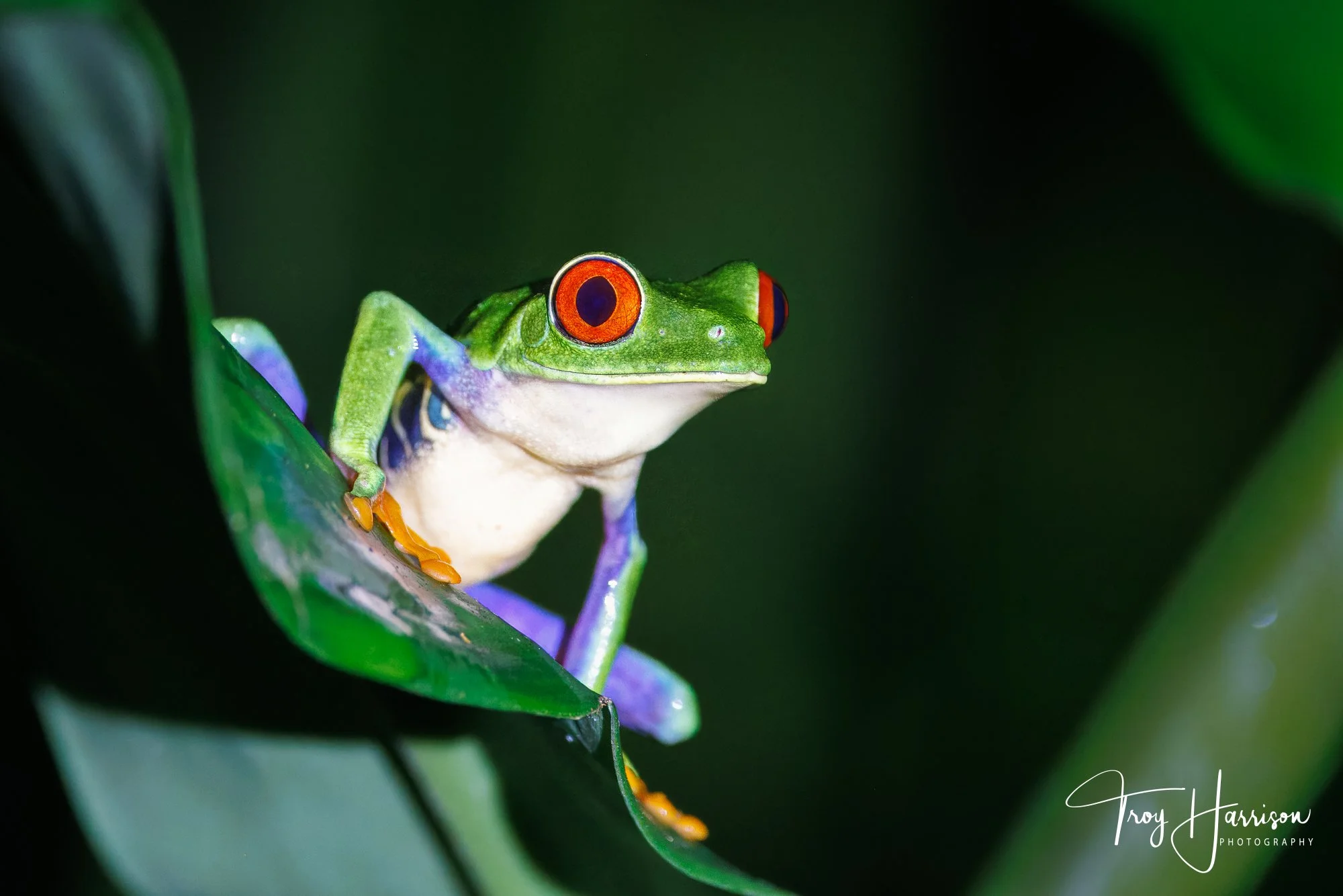 1 - Red Eyed Tree Frog, Costa Rica 2024, img 1009.jpg