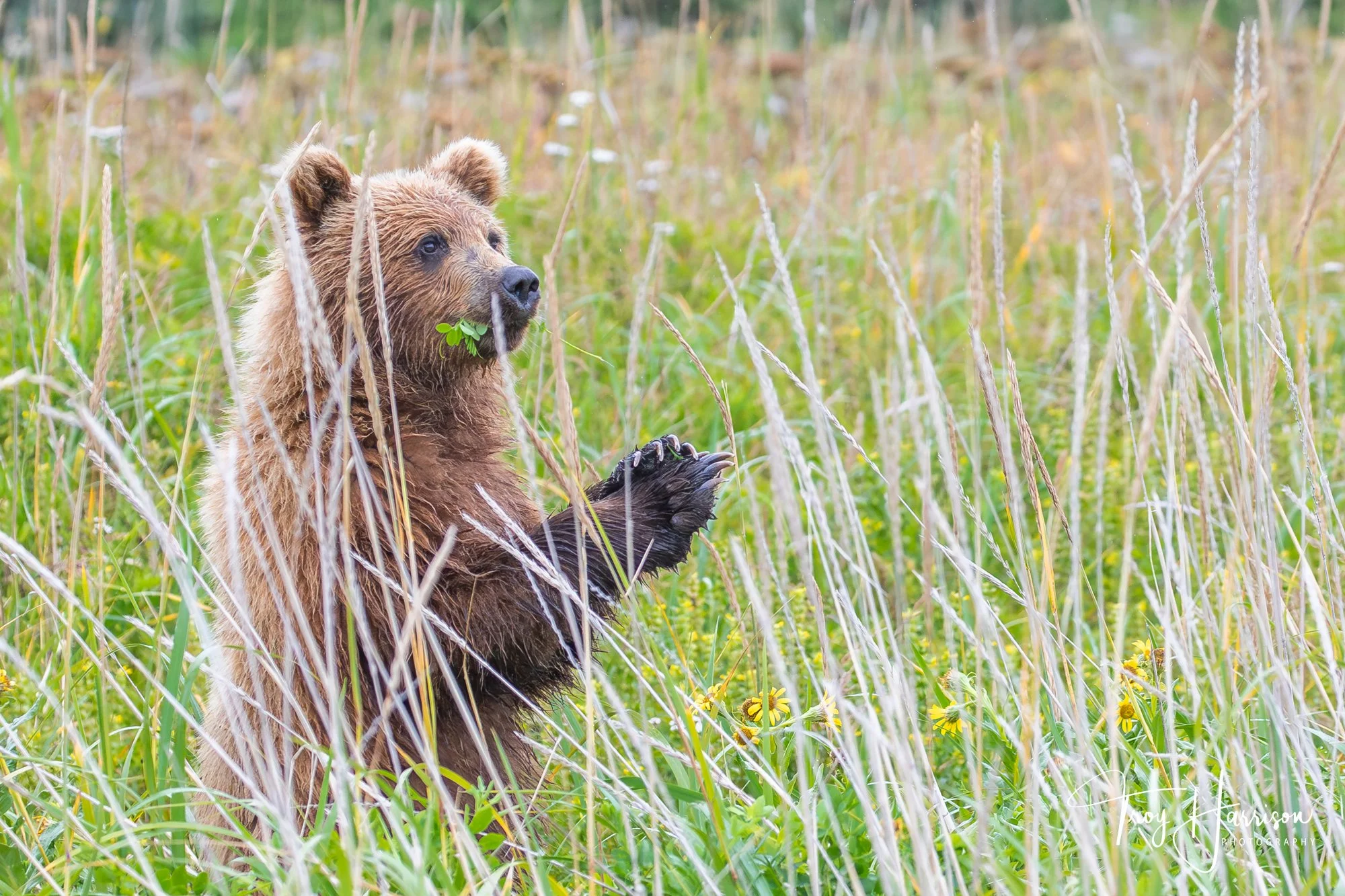 1 - Brown bear, Alaska 2021, img 8233.jpg