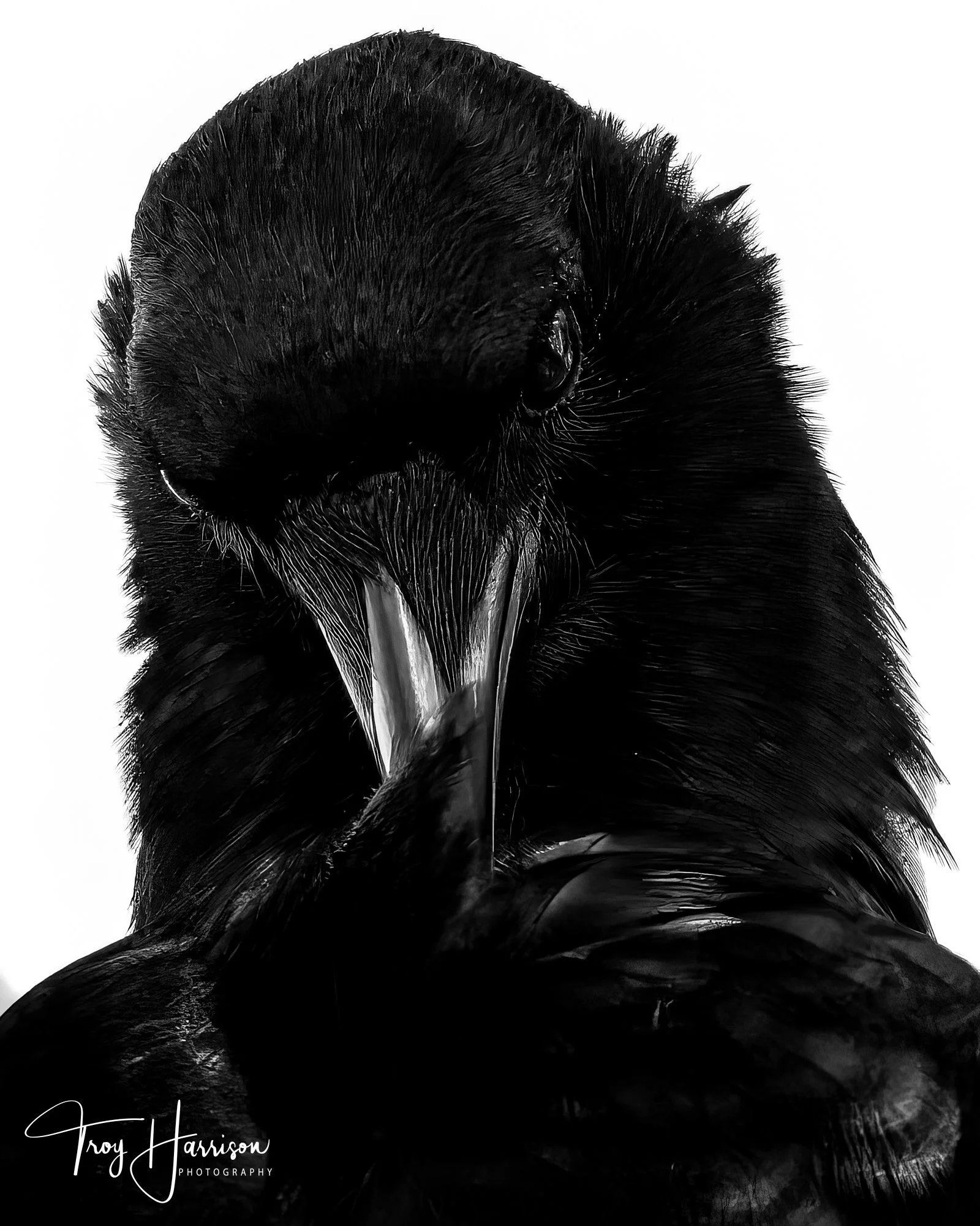 1 - Crow, Everglades Feb. 2025, img 8326.jpg
