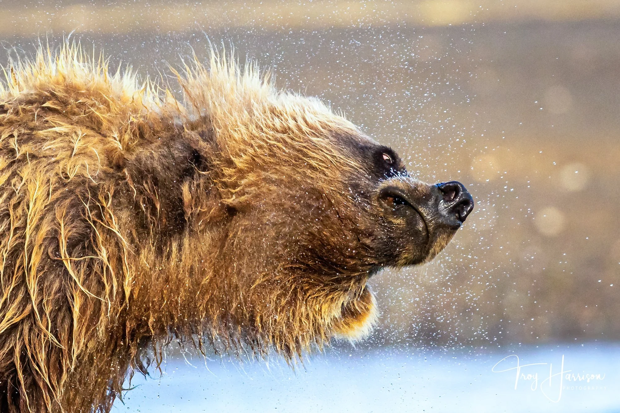 1 - Brown bear, Alaska 2021, img 8085.jpg