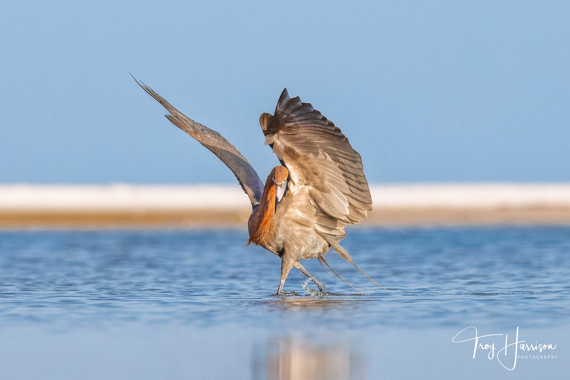 1 - Reddish Egret, Everglades April 2025, img 6346.jpg